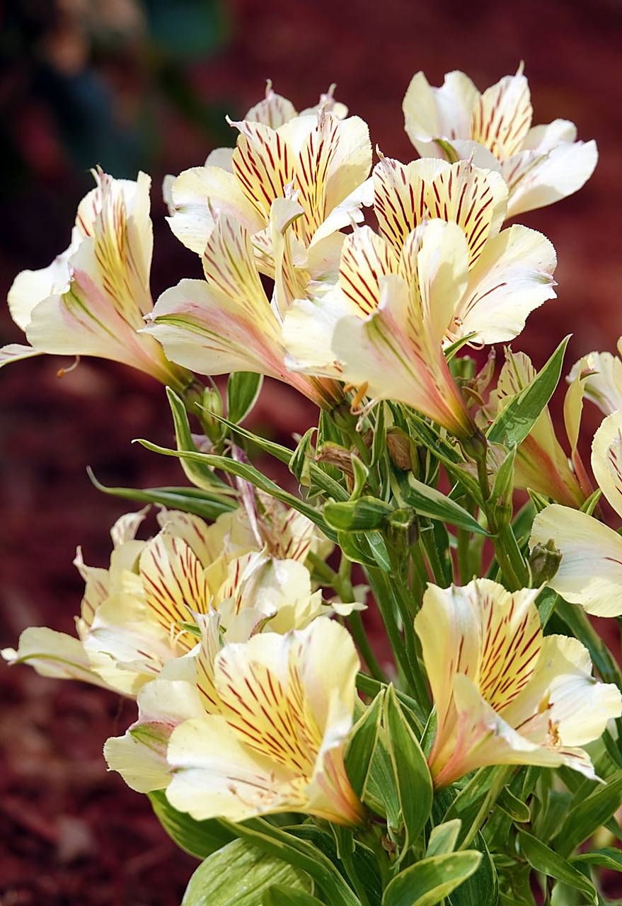 六出花是一种美丽的花卉,它的花语和寓意非常丰富.  六出花的花朵形状