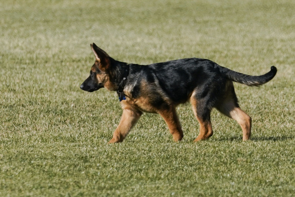 德国牧羊犬体重标准图片