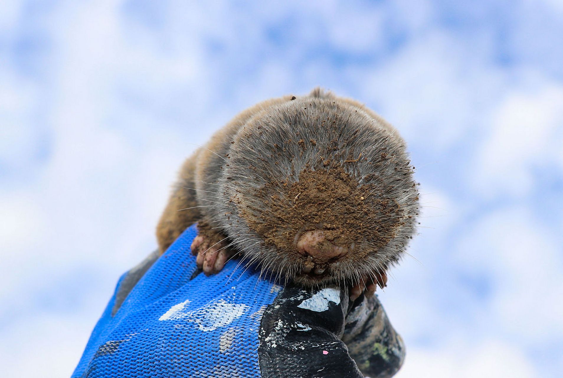 小鼯鼠,只有手掌大小.#动物趣图