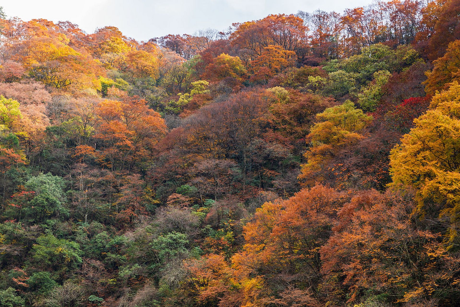 光雾山位于四川省巴中市南江县光雾山镇,是一座国家aaaa级旅游景区