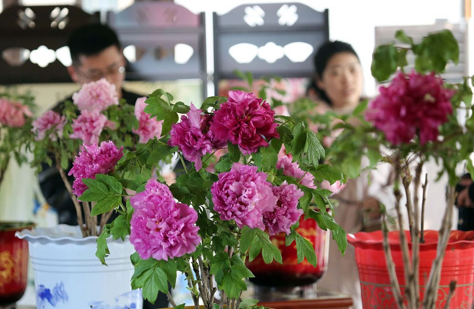 盆栽芍药开花图片