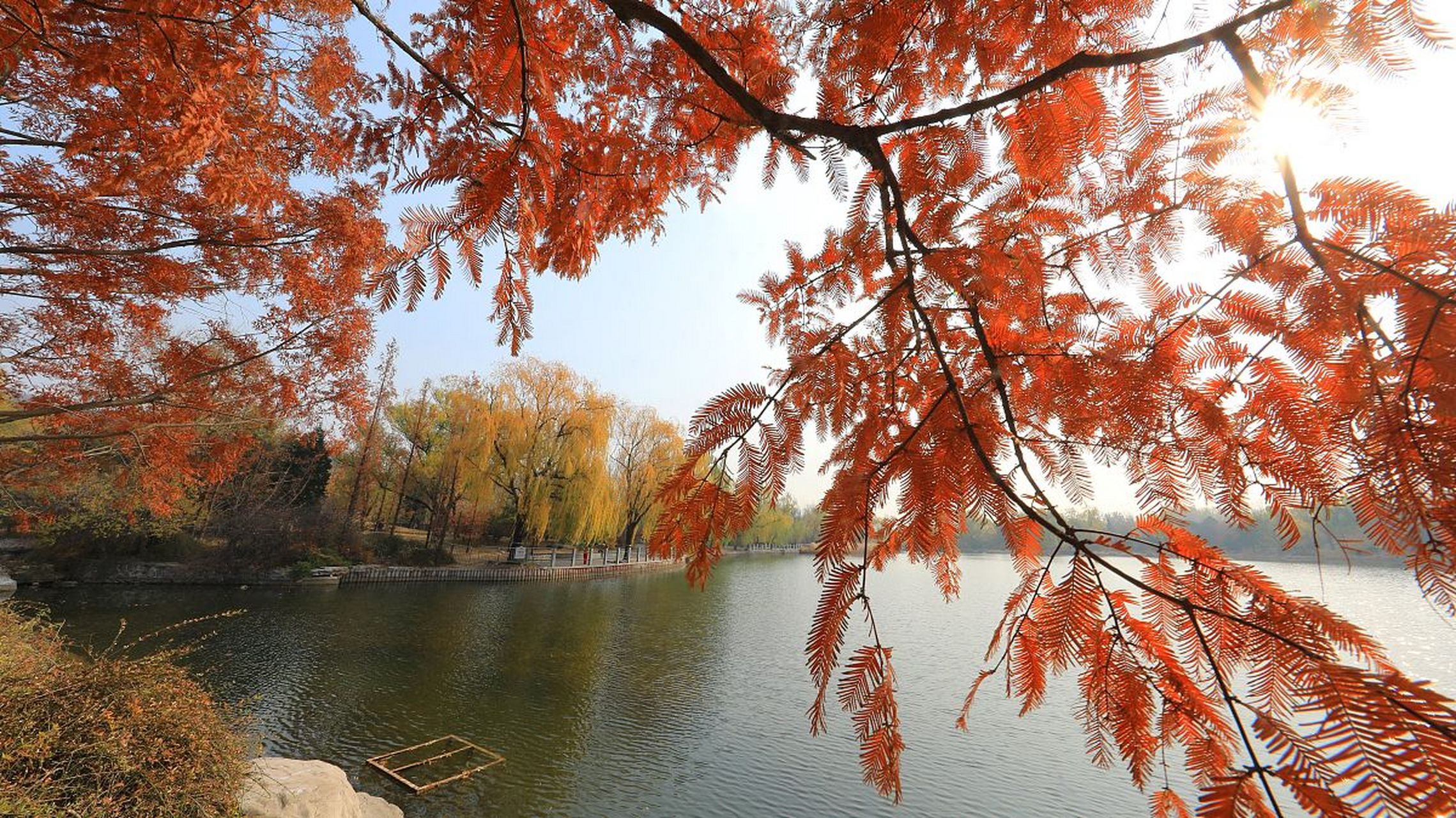 秋天的水杉树,  像是给叶子施了魔法,  把叶子变成一片锈红色.