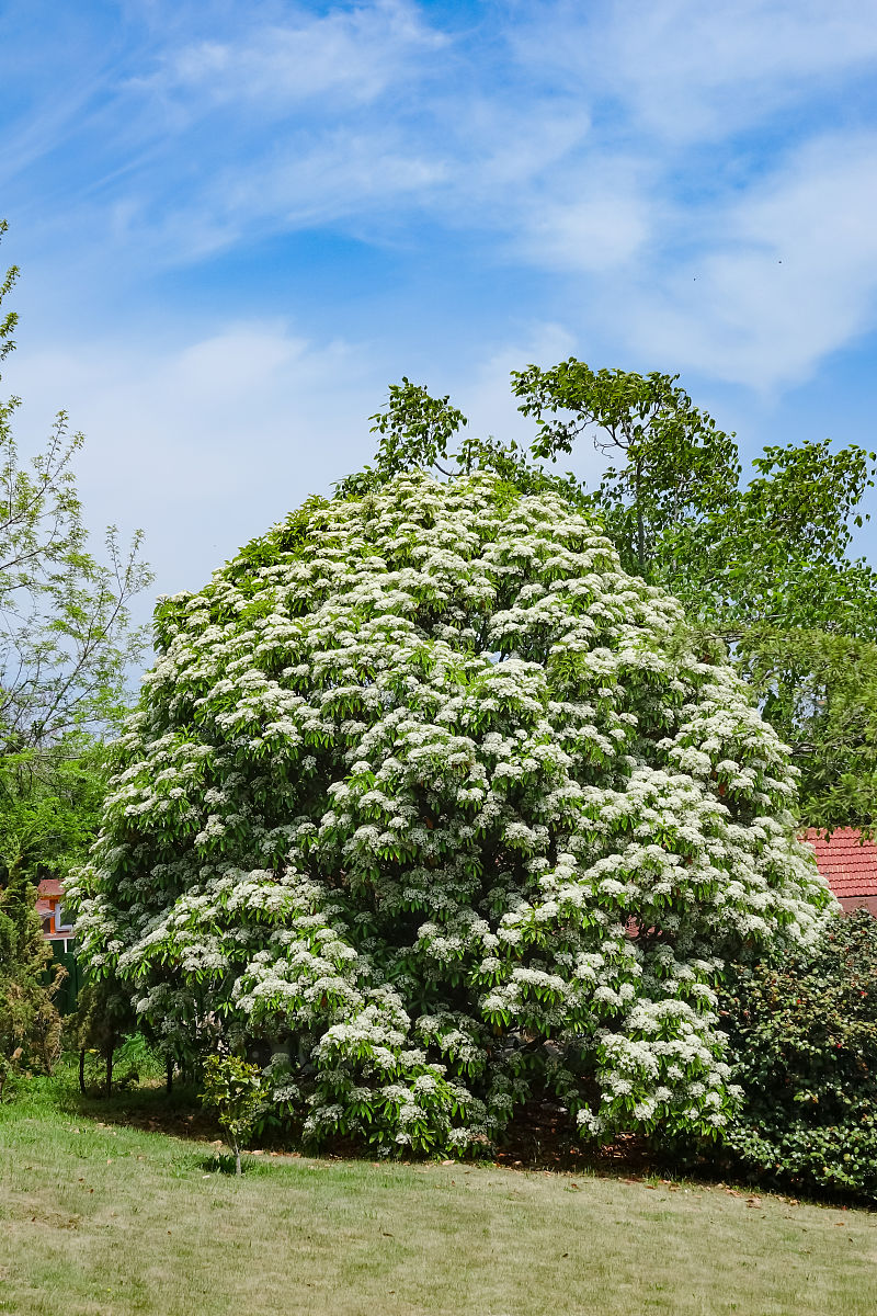 武汉市花 石楠花图片