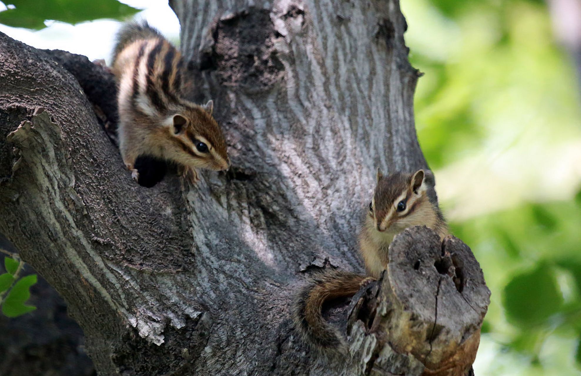 萌萌可爱的小花栗鼠,趁着天晴,携伴结队出来觅食了.#动物趣图#