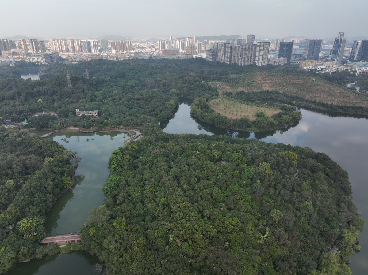 东莞寮步湿地公园图片