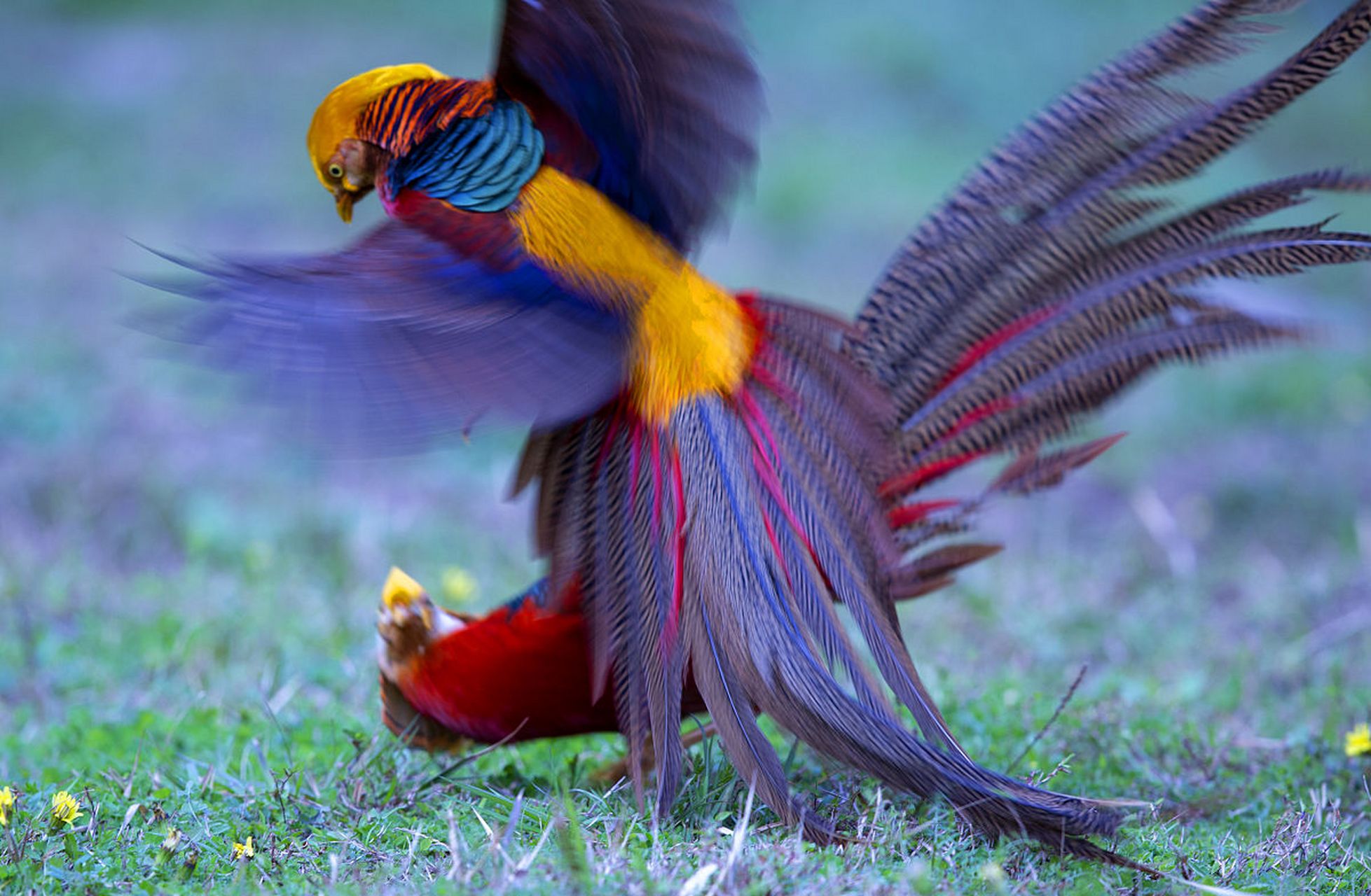 红腹锦鸡 - 英文名称 red-crowned crane.