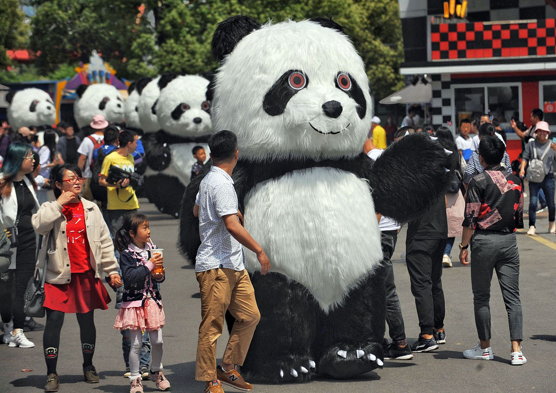 旅美大熊猫即将回国图片