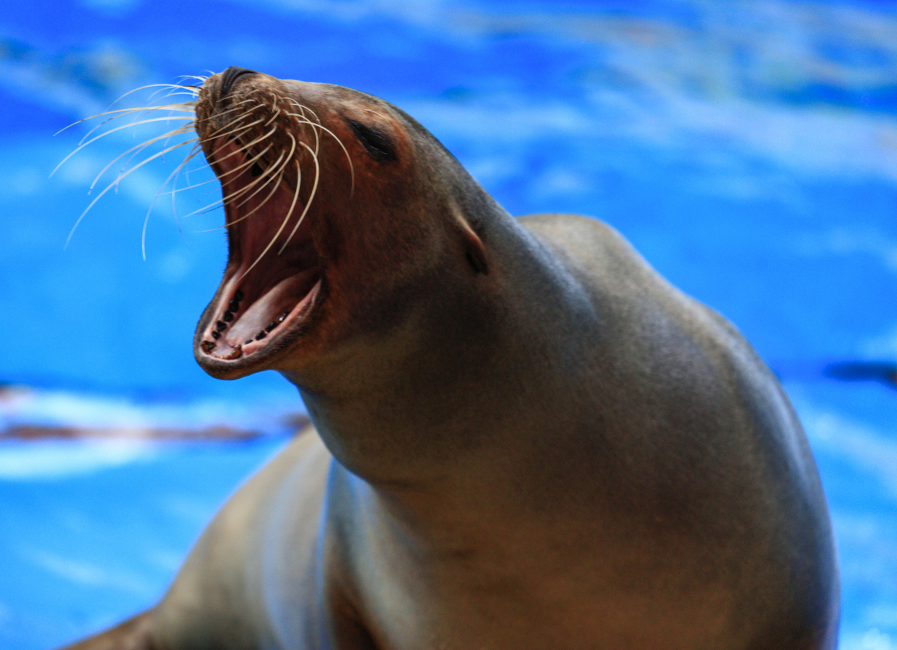 海狮是一种拥有可爱外貌的哺乳动物,它们有着灵活的四肢和喜爱群居的