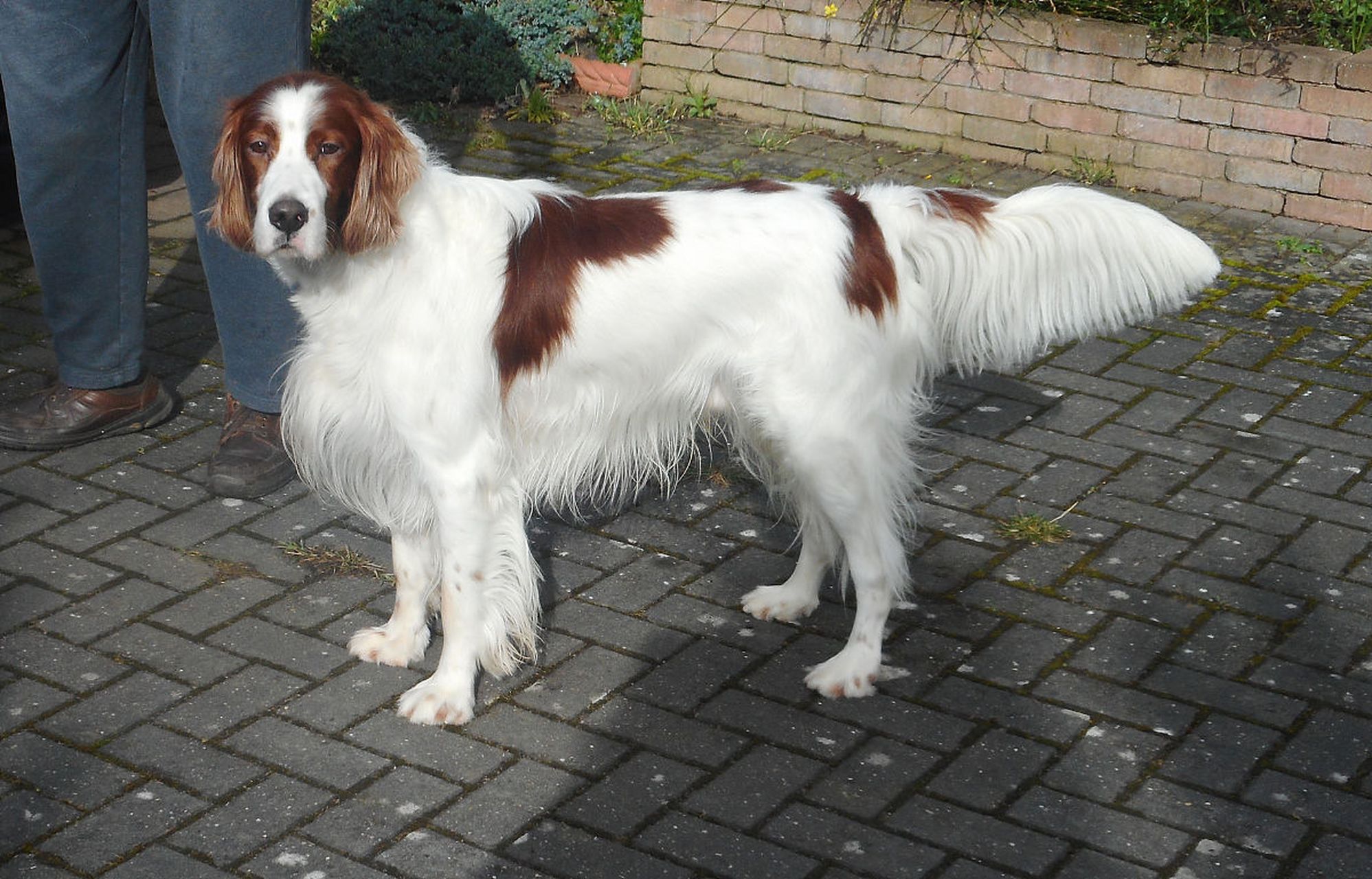 爱尔兰红白雪达犬可以追踪和找回迷路的猎犬.