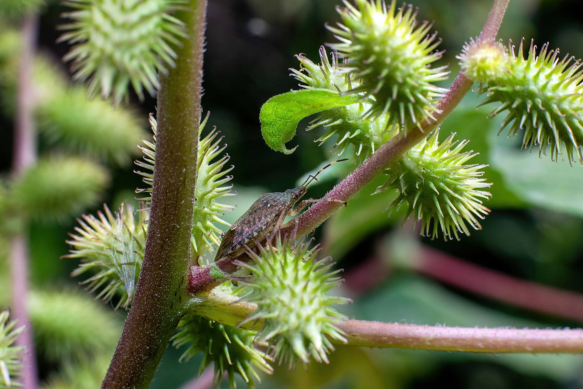 它的果实叫苍耳子,有许多钩状刺,可以粘在衣服或动物的毛上.