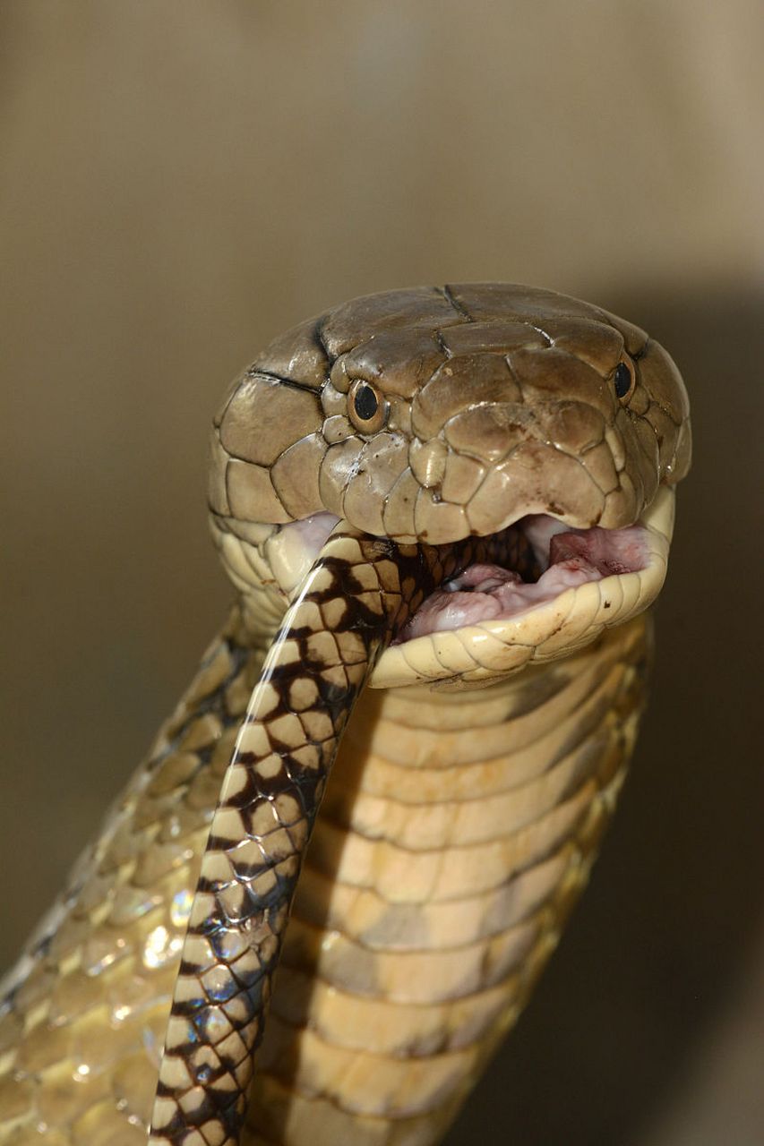 为眼镜蛇提供舒适的生活环境,控制适宜温度,选择合适的食物,定期检查