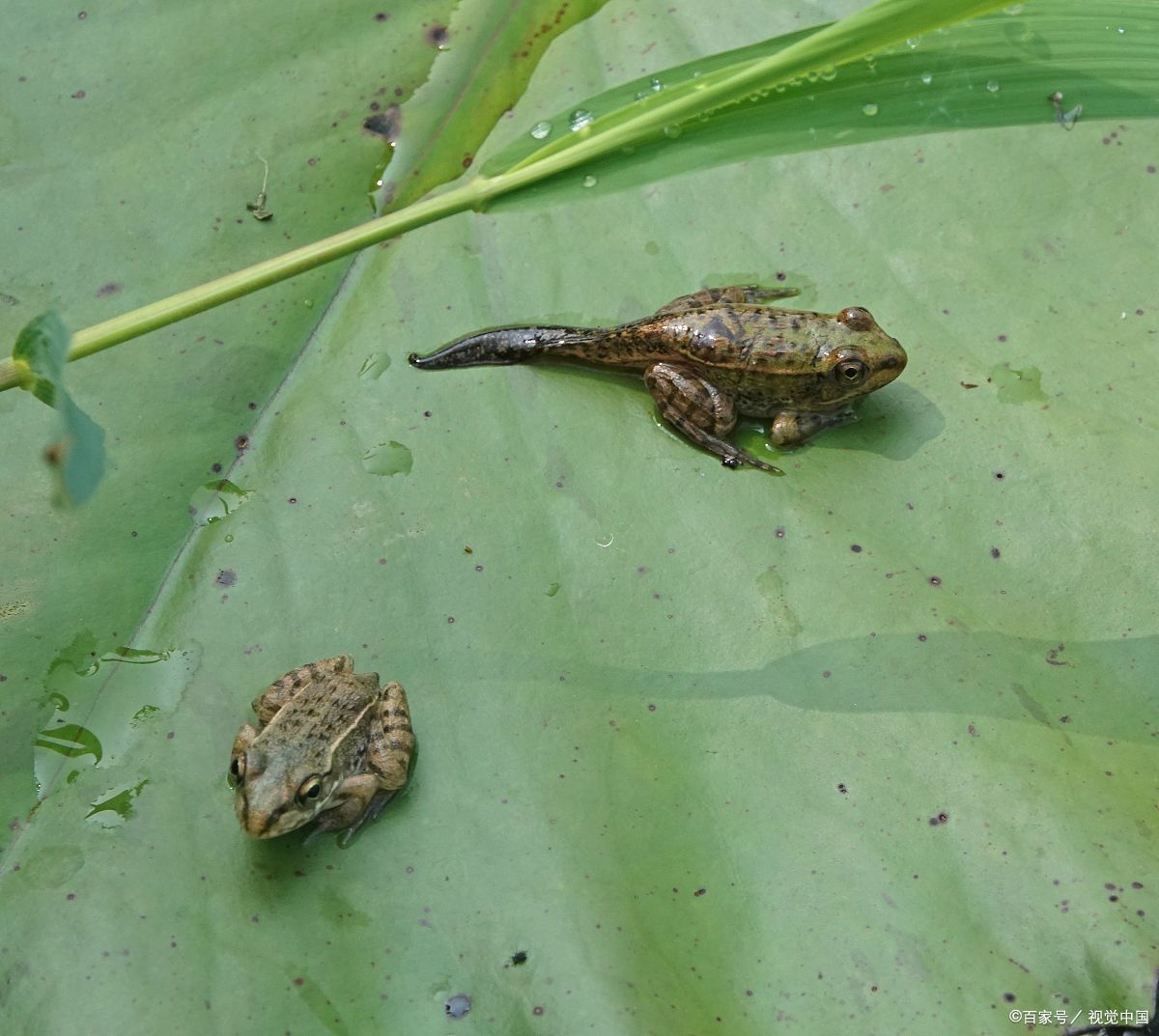 蝌蚪成长中,尾巴逐渐退化,前肢成熟,后肢长出,形态巨变