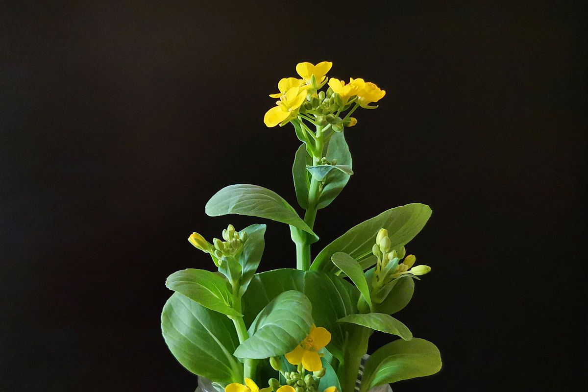 金钱花养殖需疏松,排水良好的土壤,喜阳光充足的环境,保持适宜的生长