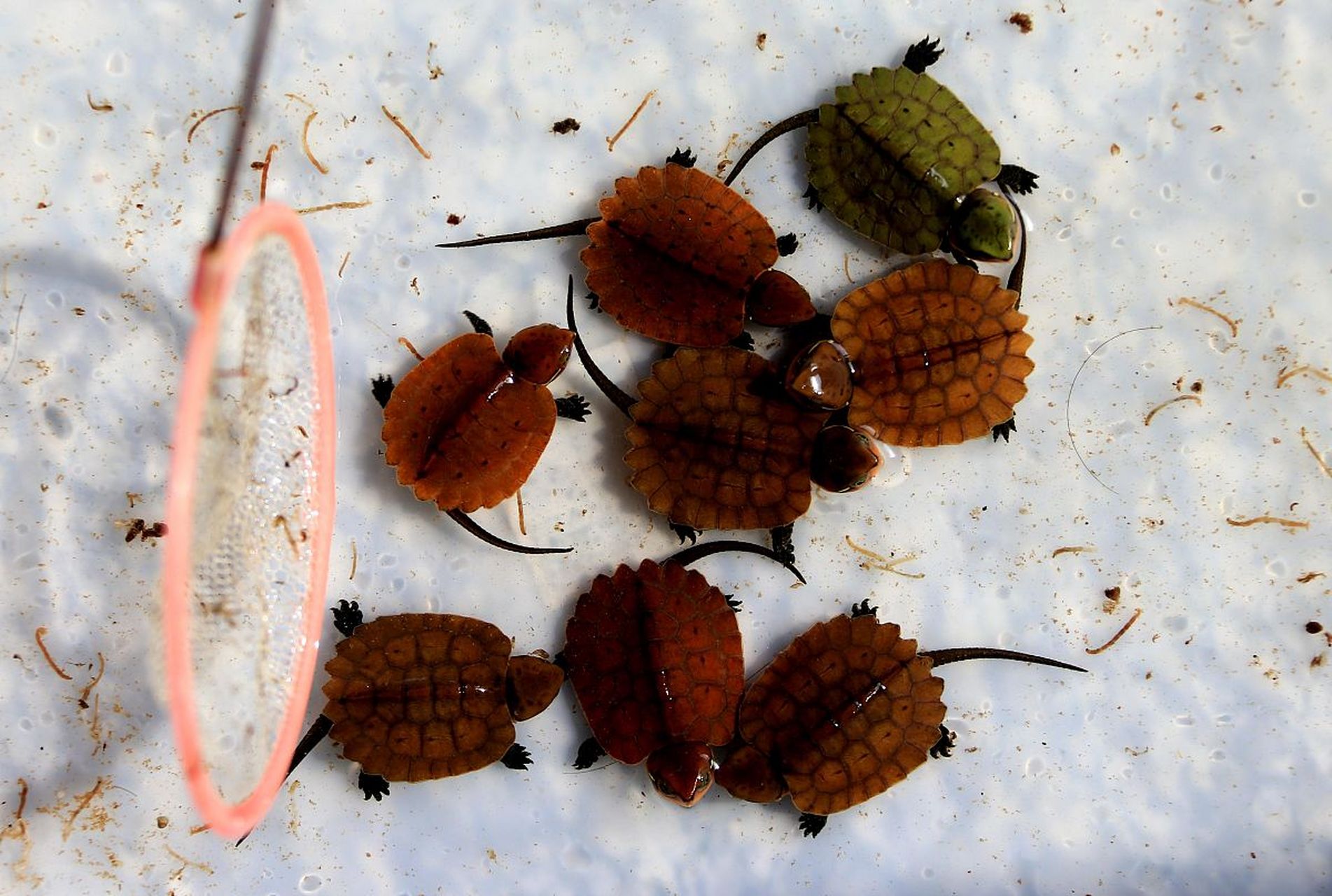 西瓜虫的养殖方法包括准备容器,提供合适的养殖环境,投喂食物,防治