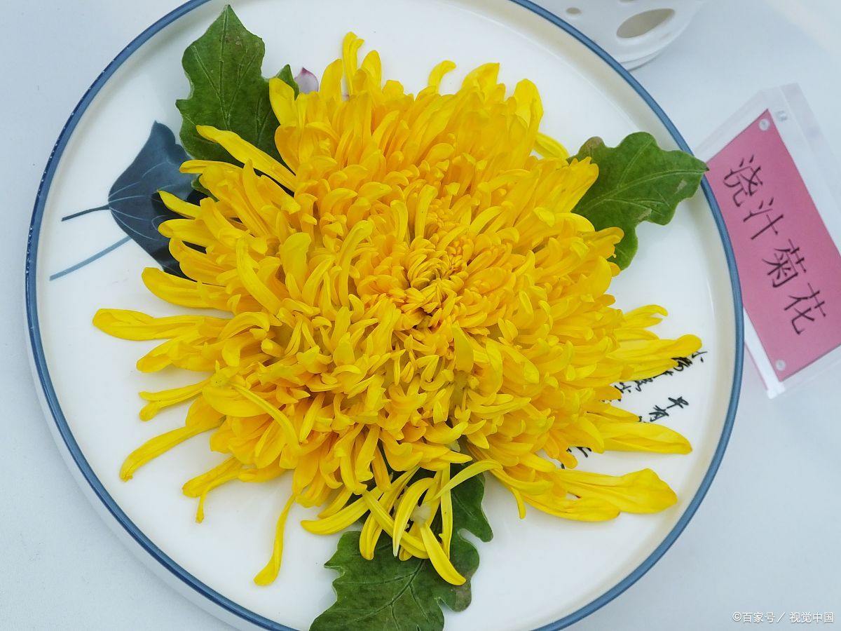 秋菊堪餐,舌尖上的菊花令人垂涎三尺