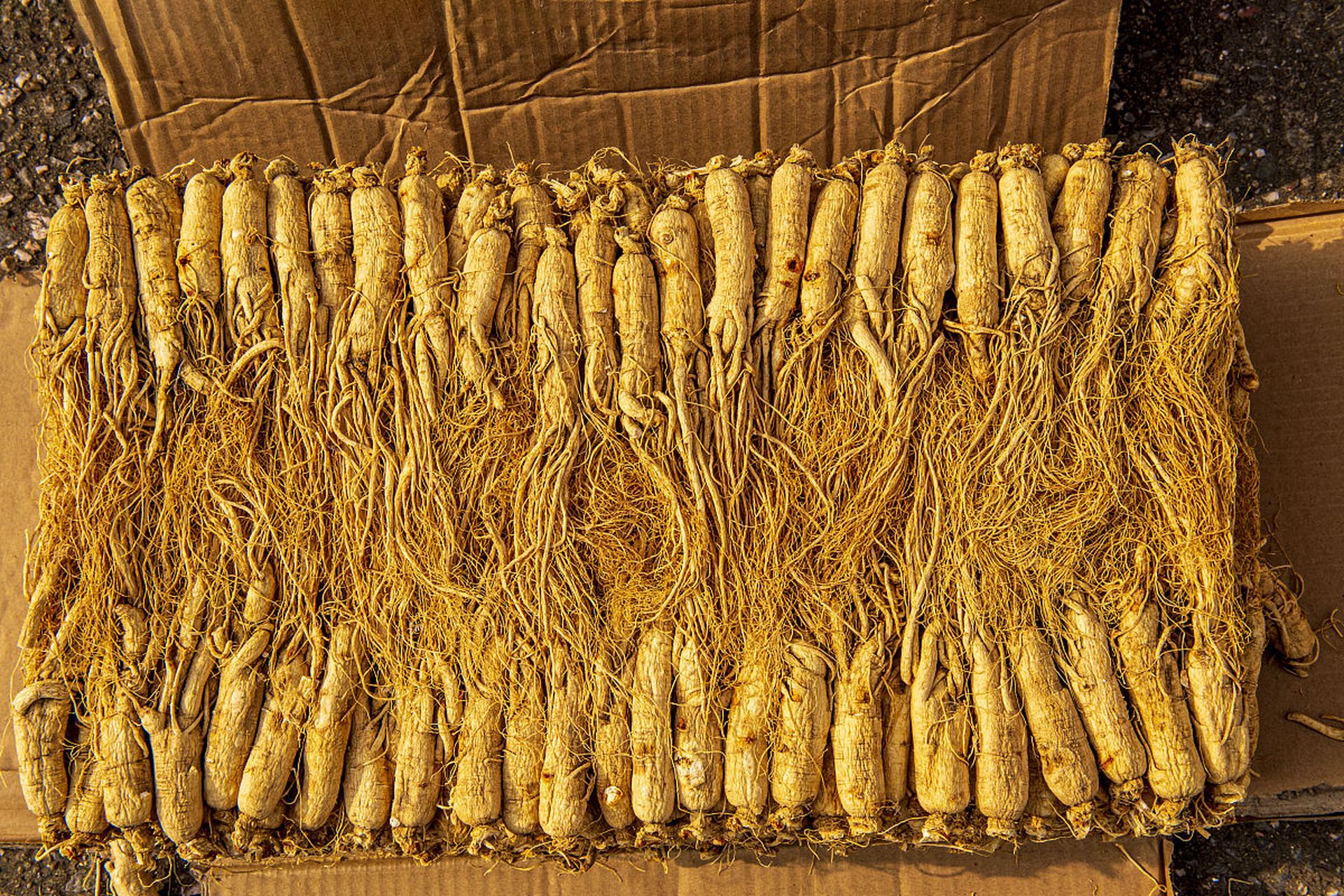 合理利用现代农业技术,确保黄金药材的品质和产量,为人类健康做出贡献