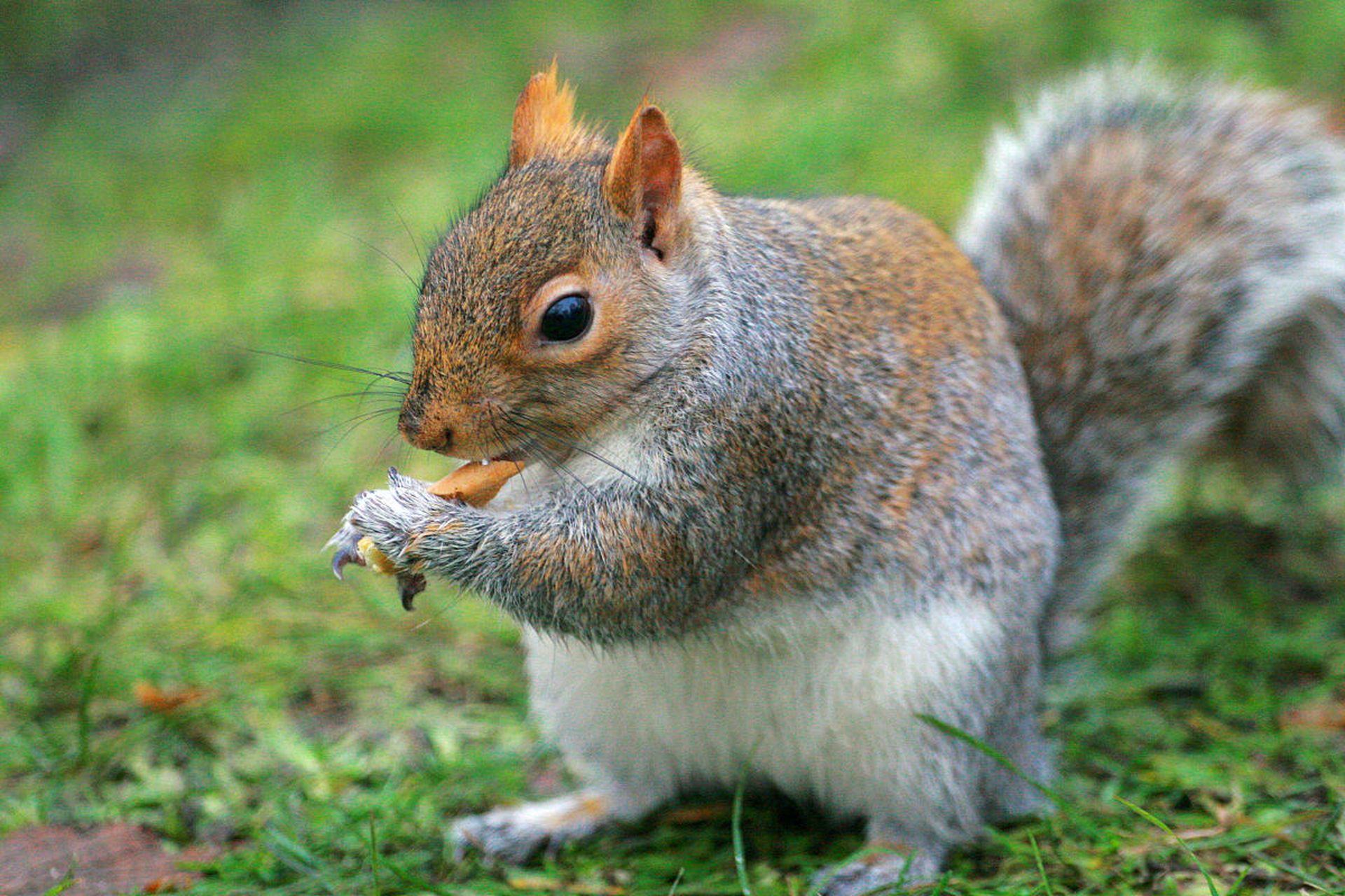 吃饼干的小松鼠.#动物趣图