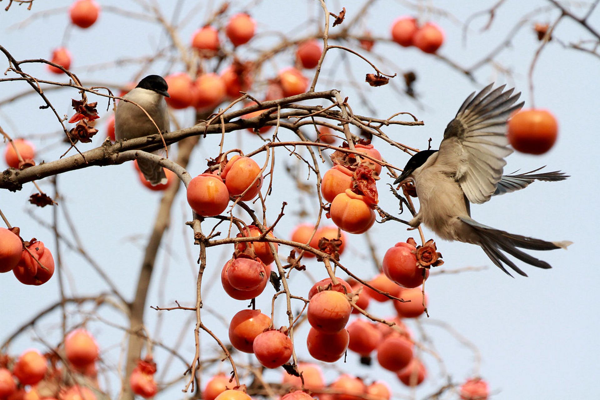 在中国的传统文化中,喜鹊被称为"报喜鸟",有着吉祥的寓意.
