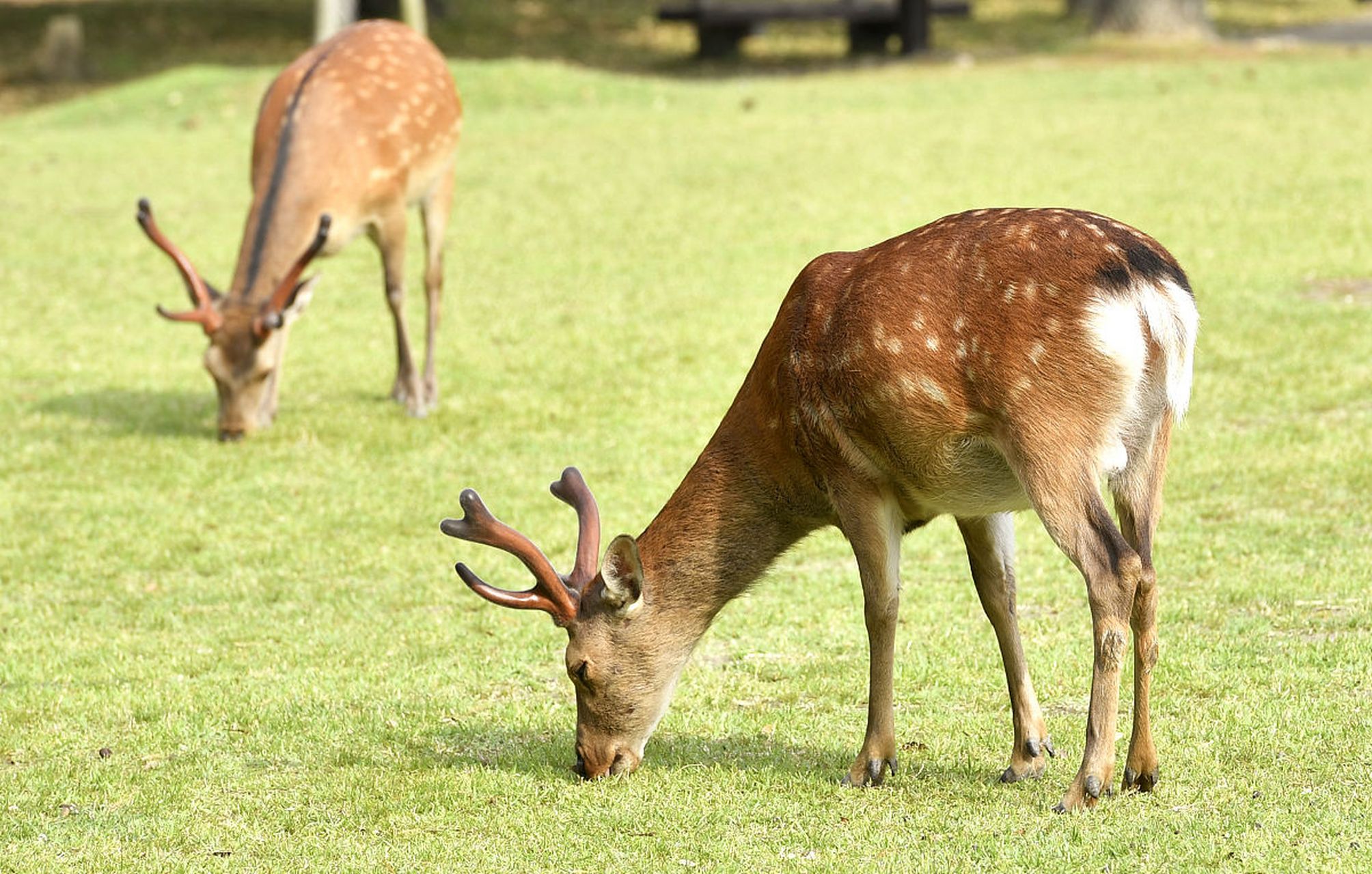 三年级《鹿角与鹿腿》生字组词练习  鹿(指鹿为马)(鹿茸)(鹿死谁手)