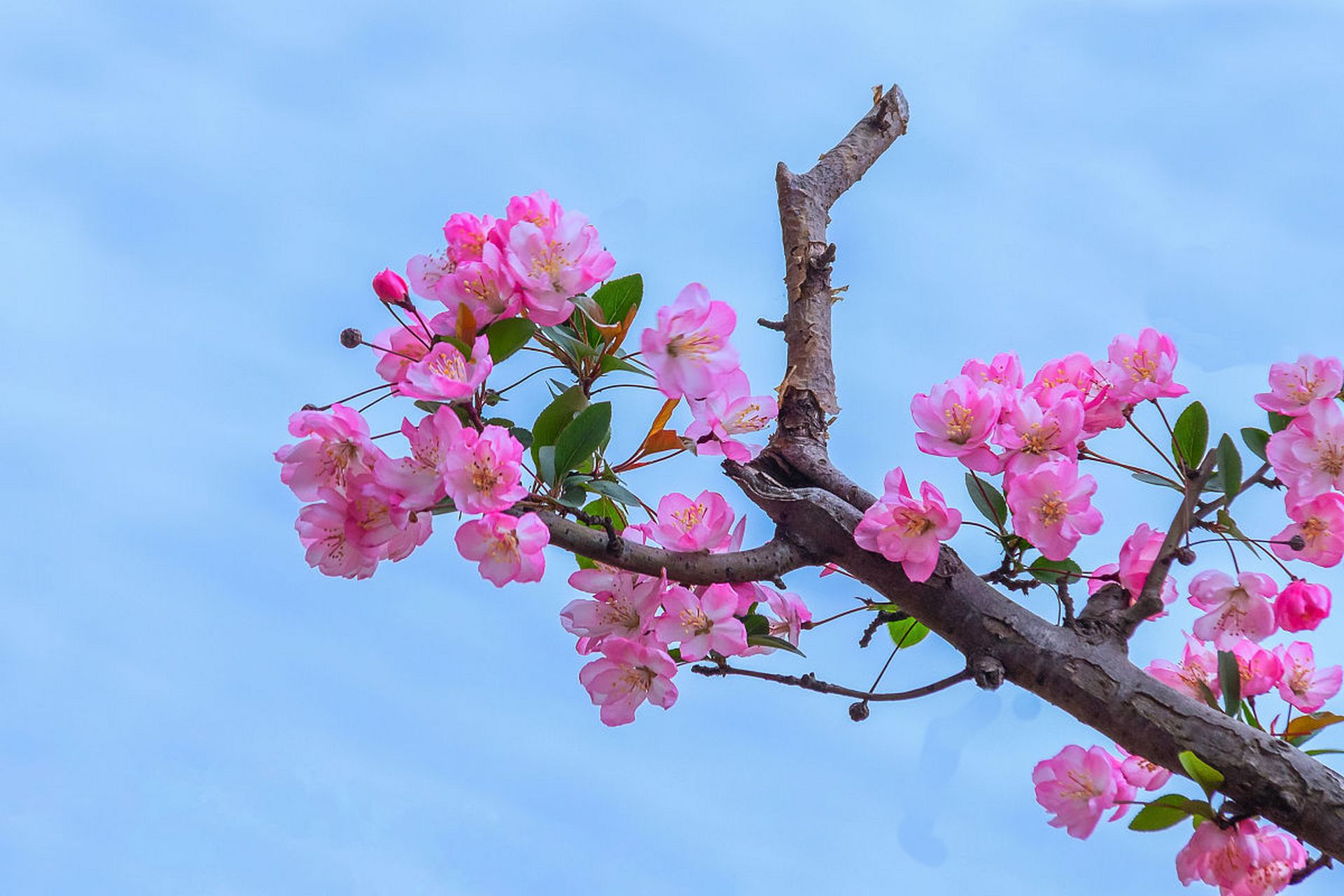 海棠花开花季节图片