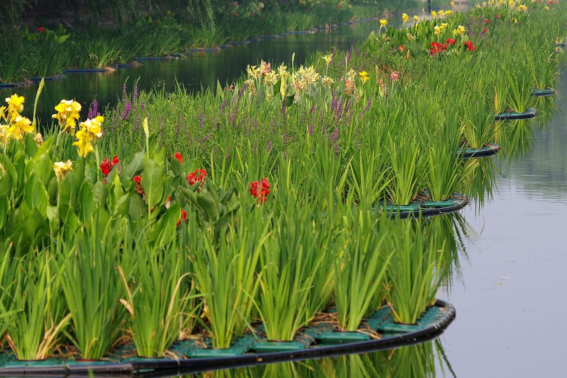 这五种水生植物:黄花鸢尾,梭鱼草,水生美人蕉,再力花和水葱,均能保持