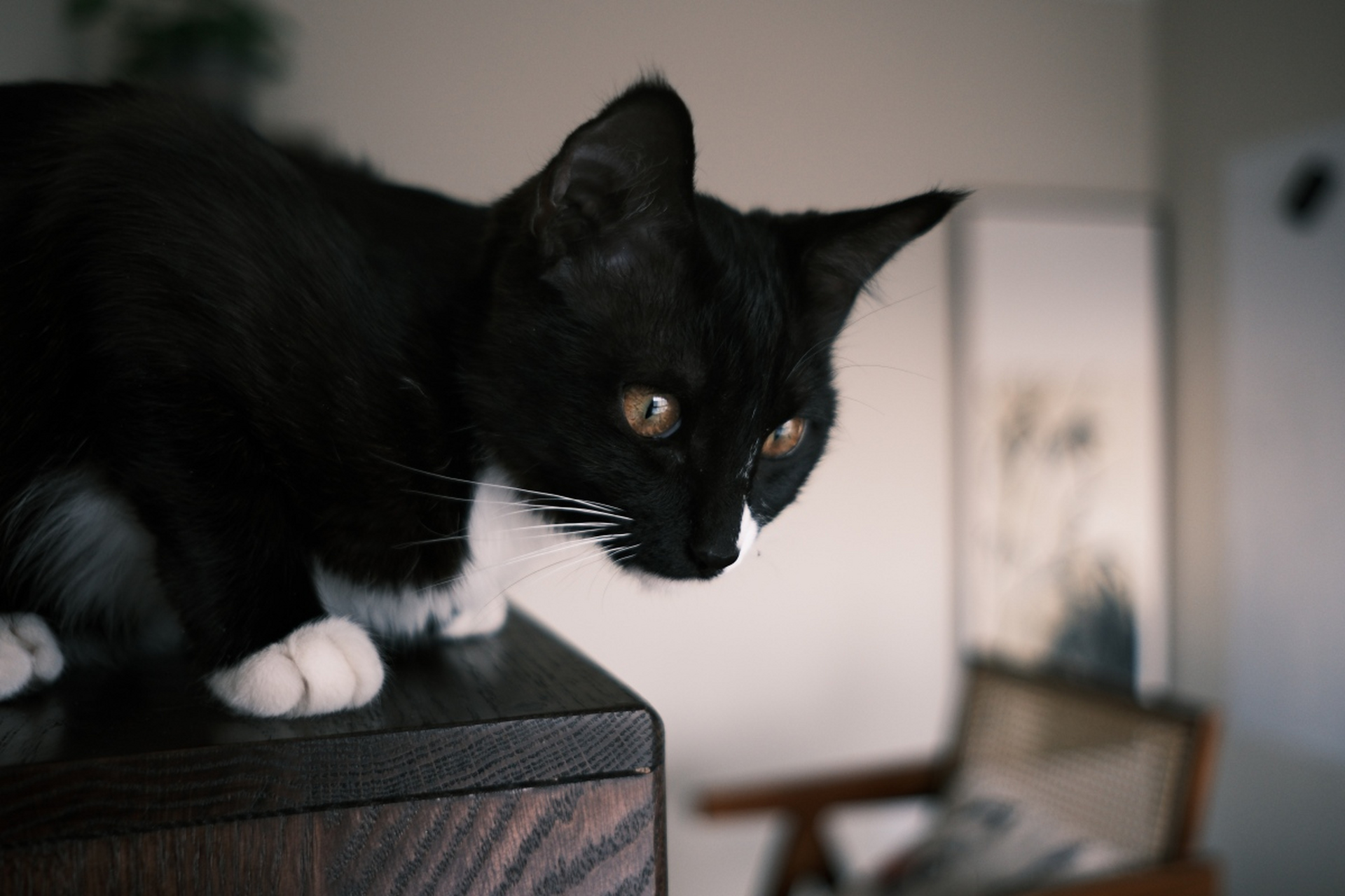 主人通过深入理解其信号,可以更好地满足猫咪的需求,建立更紧密的关系