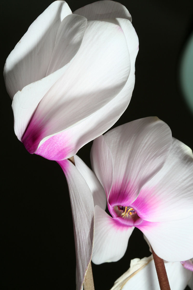 治愈系风景# 数度春风仙客来,喜临门.#户外