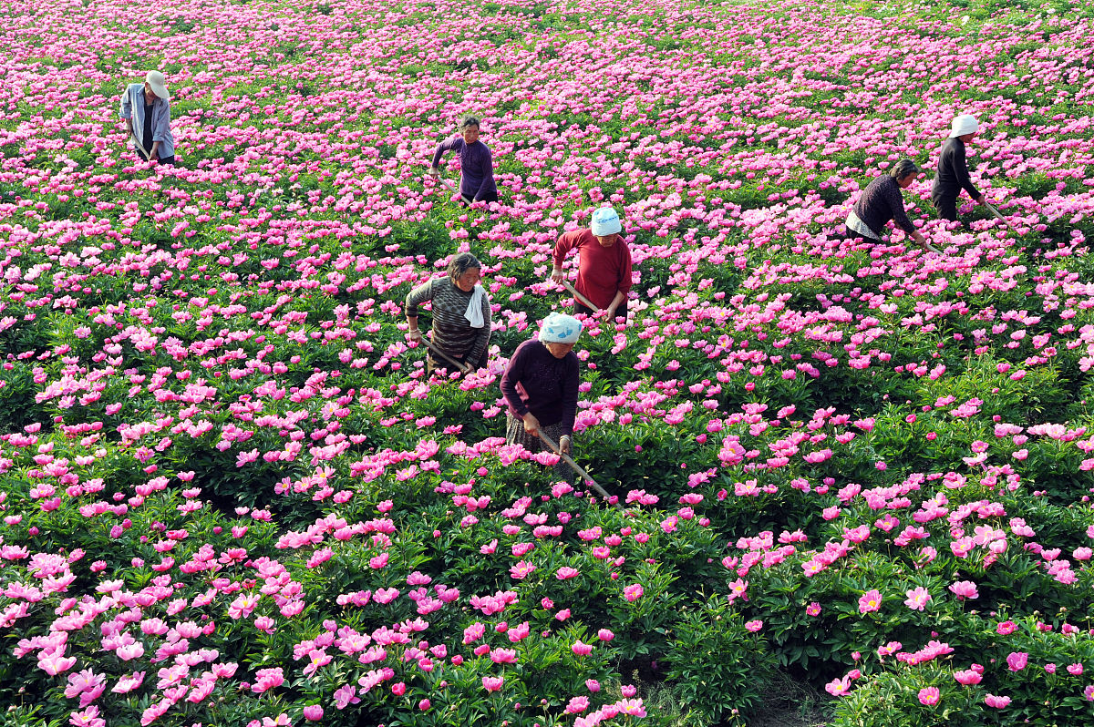 芍药种植攻略:从品种选择到养护技巧,手把手教你打造美丽花园