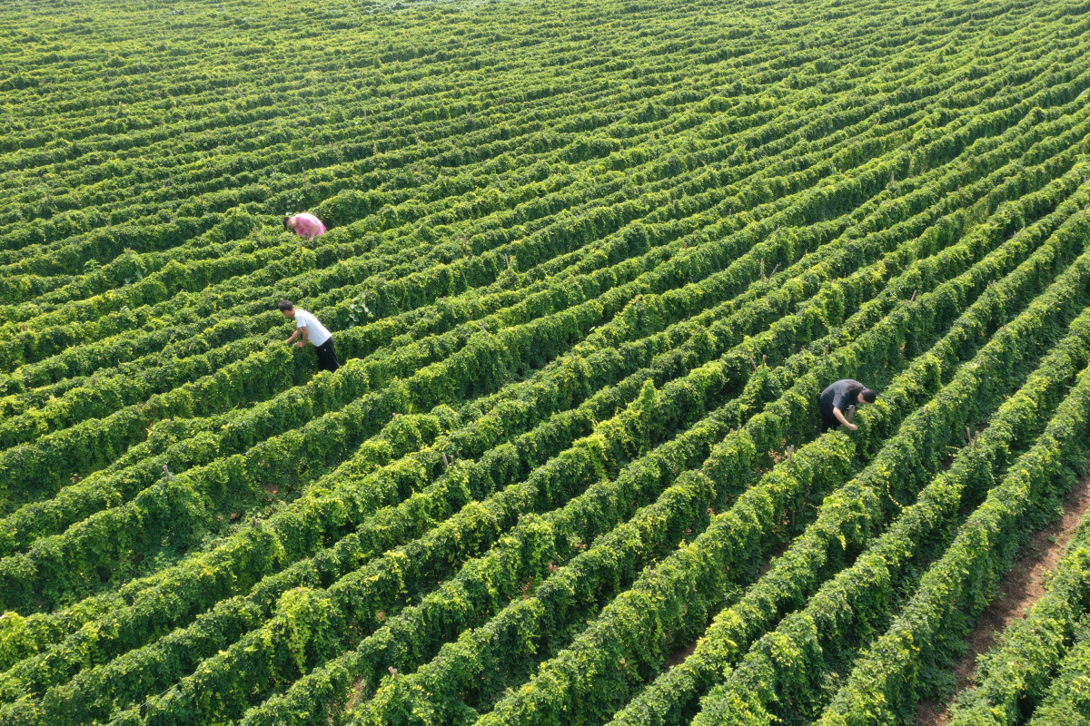 正宗温县铁铁棍山药,温贤仁铁棍山药产地温县,健脾养胃强肾美容