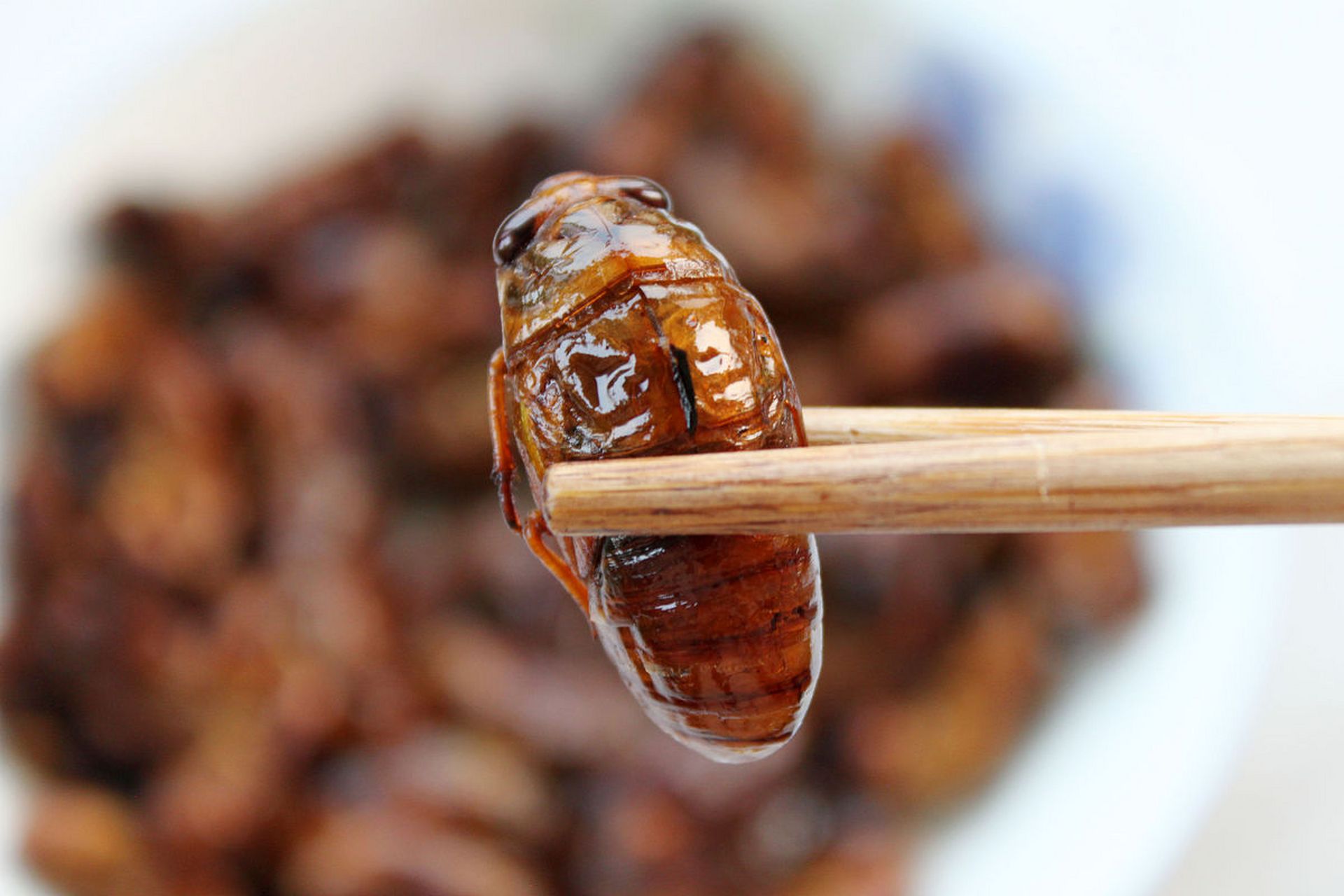 近日,网传浙江丽水有人抓知了挣大钱,原来野生知了卖260元一斤,彝晚