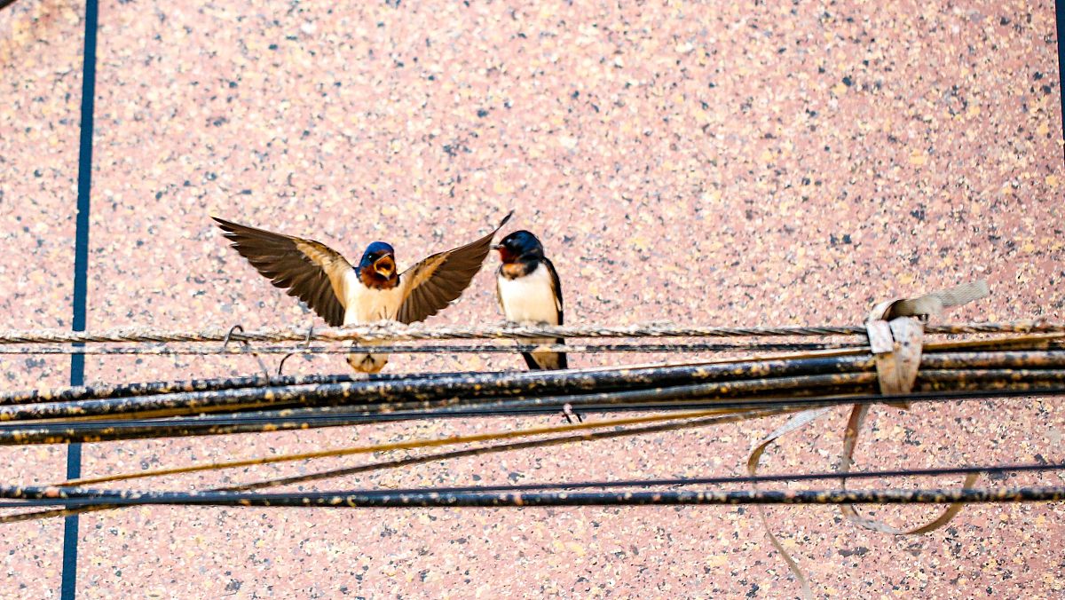 紫翎双燕绕春梁