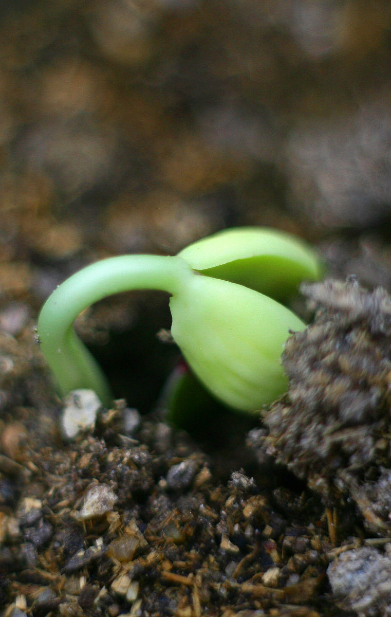 我在学校食堂吃饭,发现有一道菜看上去特别美味,于是