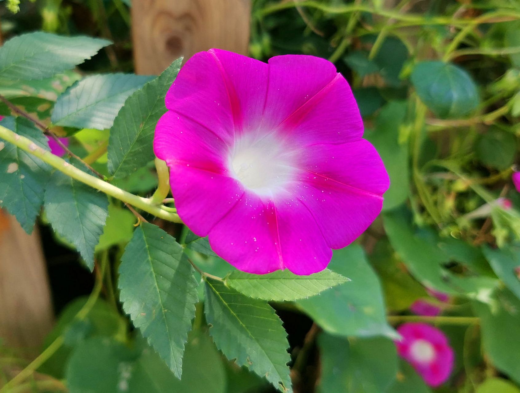 牵牛花资料简介图片