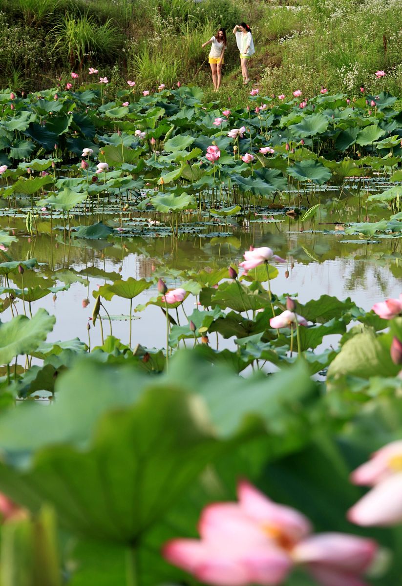 形成优美水上景观;秋季芦苇和花叶芦竹�浔莲荷花园图片全景芦竹