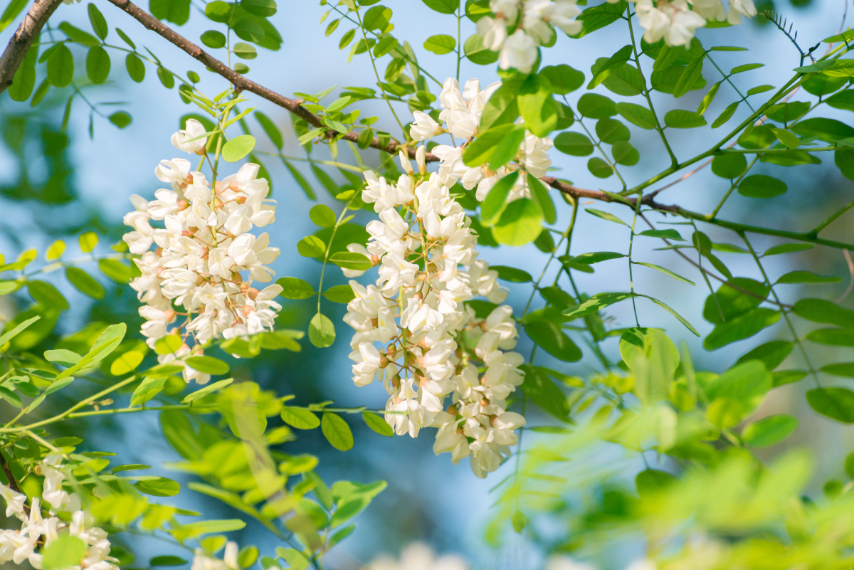 洋槐花的搭配小妙招,你知道几个?