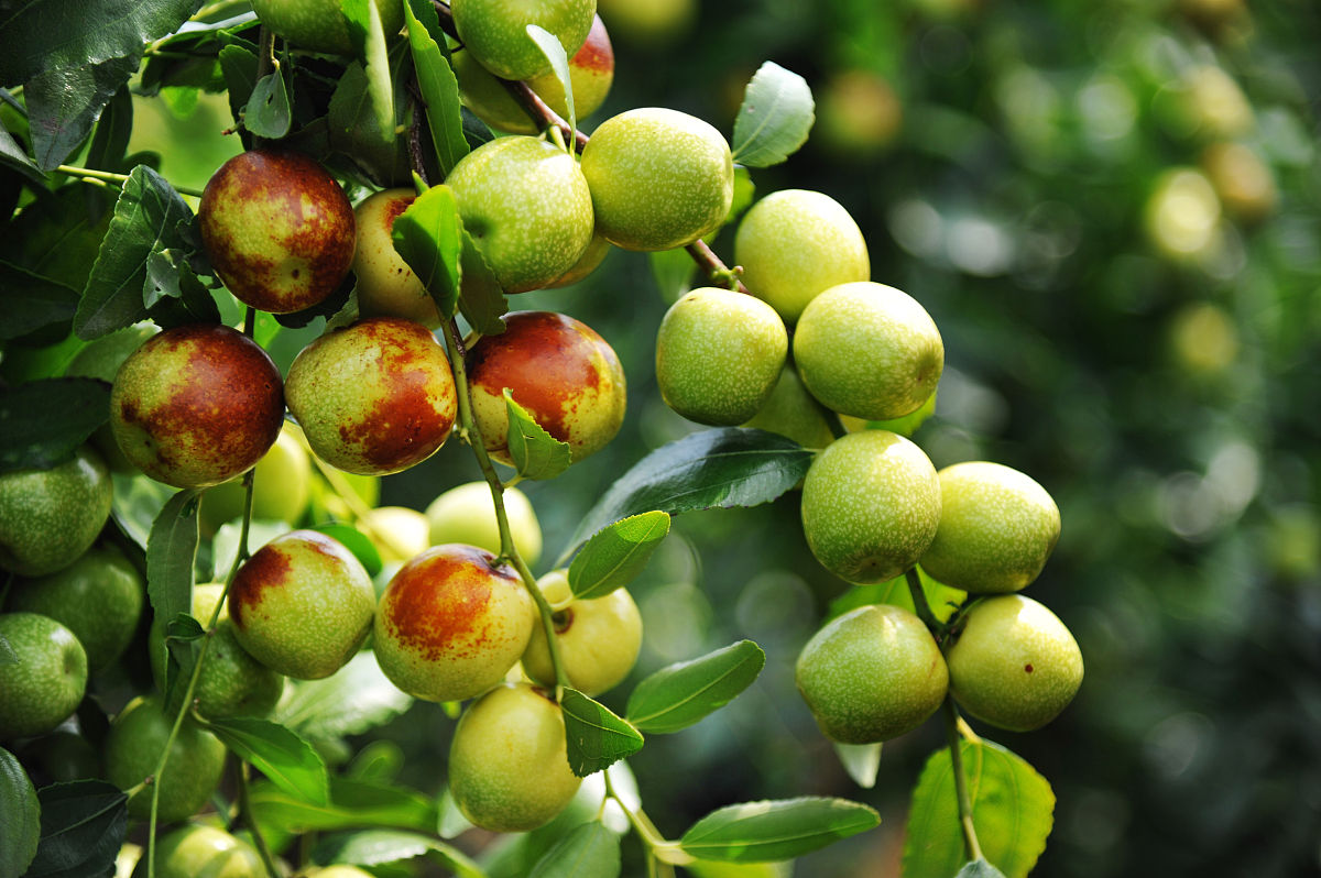 大家好,今天给大家介绍的是一款备受欢迎的小零食——脆枣!