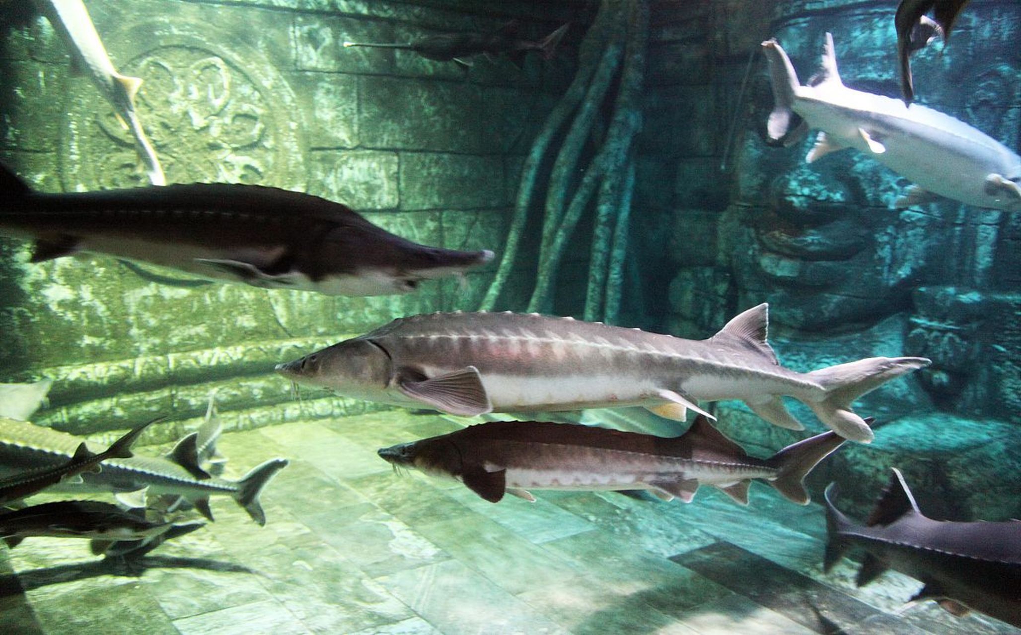 嬉行记# 上海水族馆中华鲟,是一种极具特色的鱼类,被誉为"活化石".