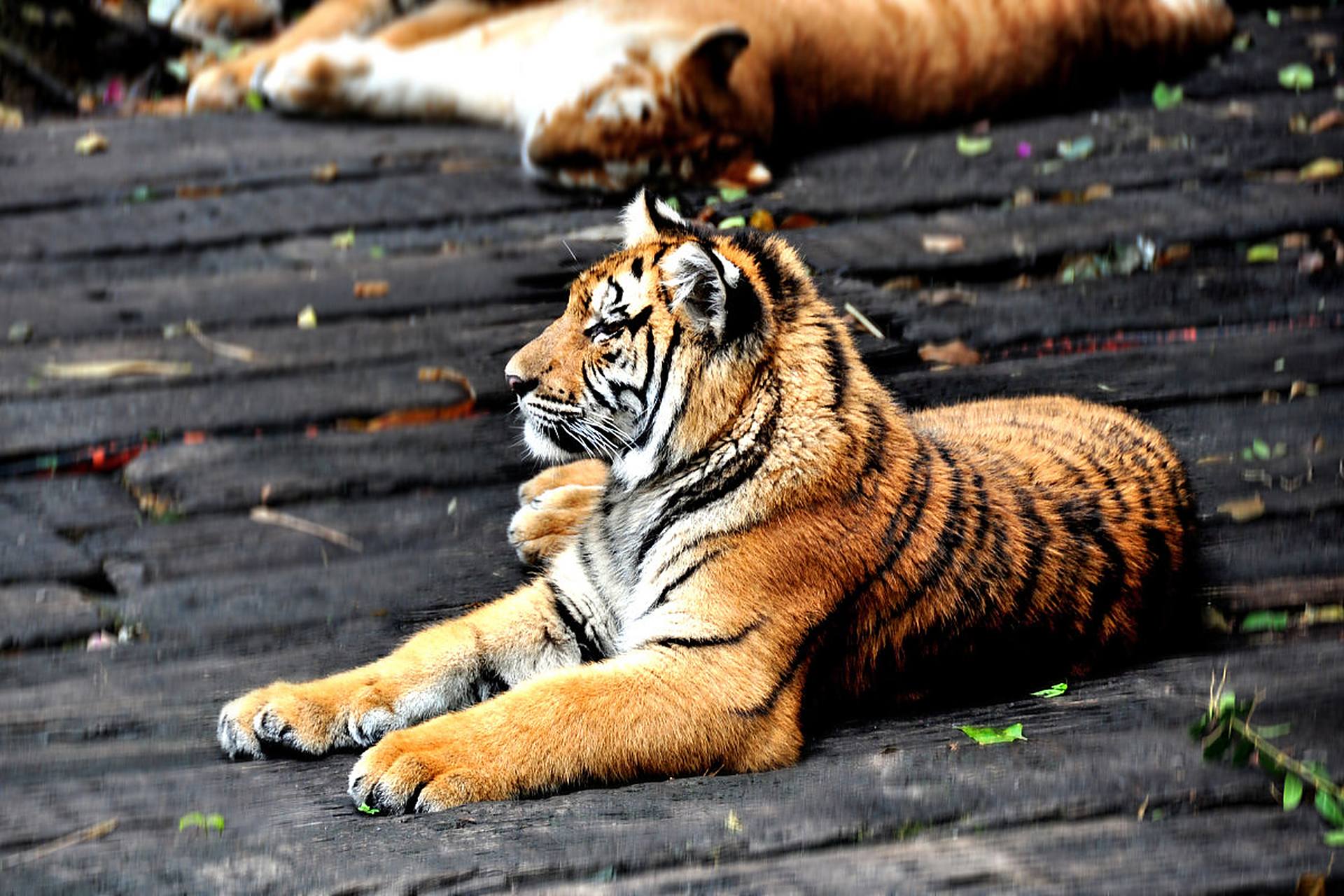 可爱的小老虎.#动物趣图