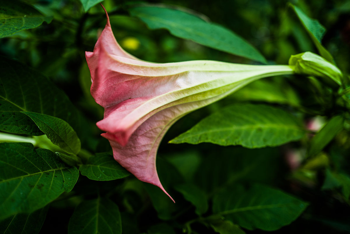 曼陀罗花的作用与功效