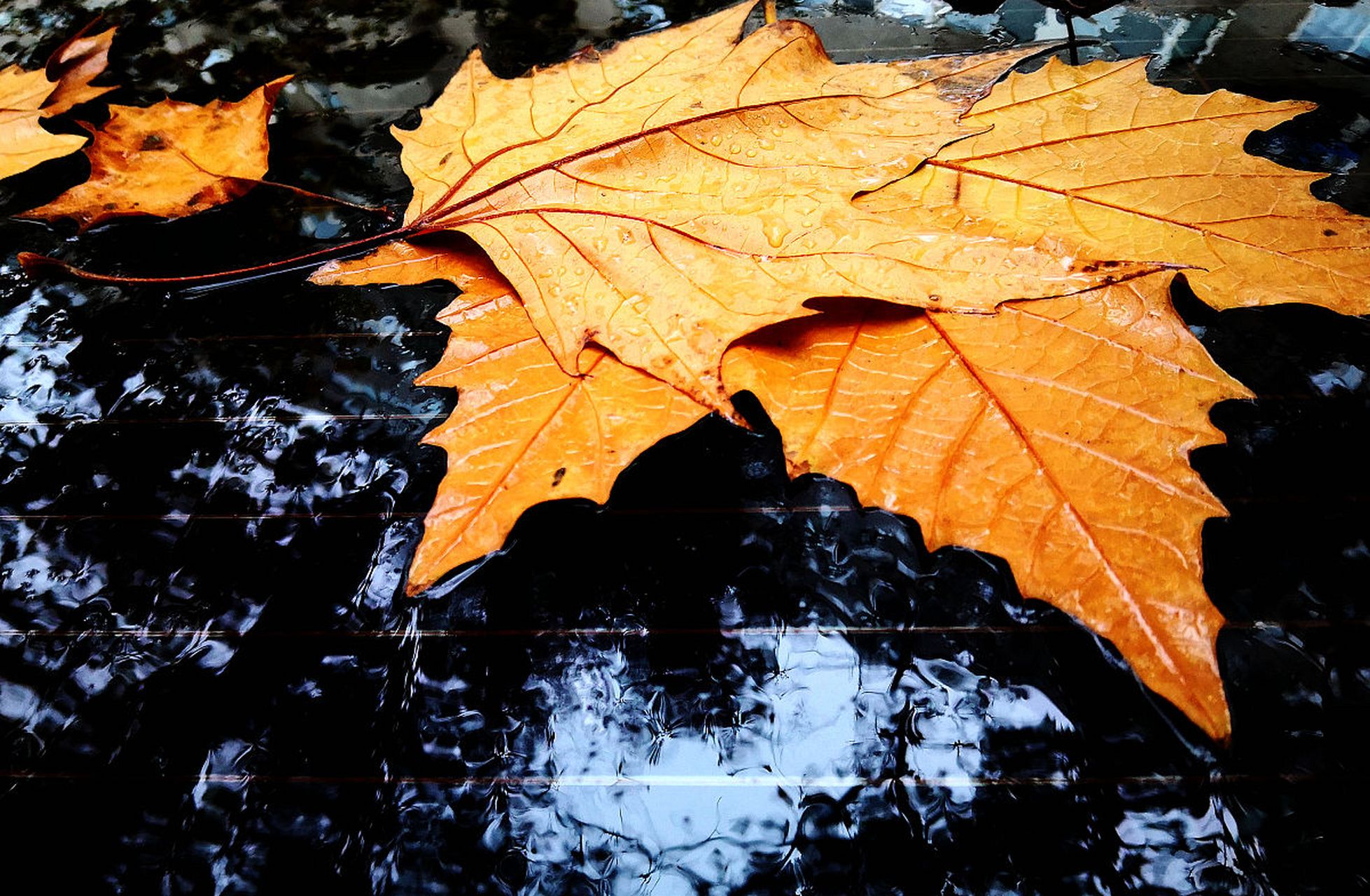 老巷灯垂红灿烂,岩墙叶挂绿婆娑