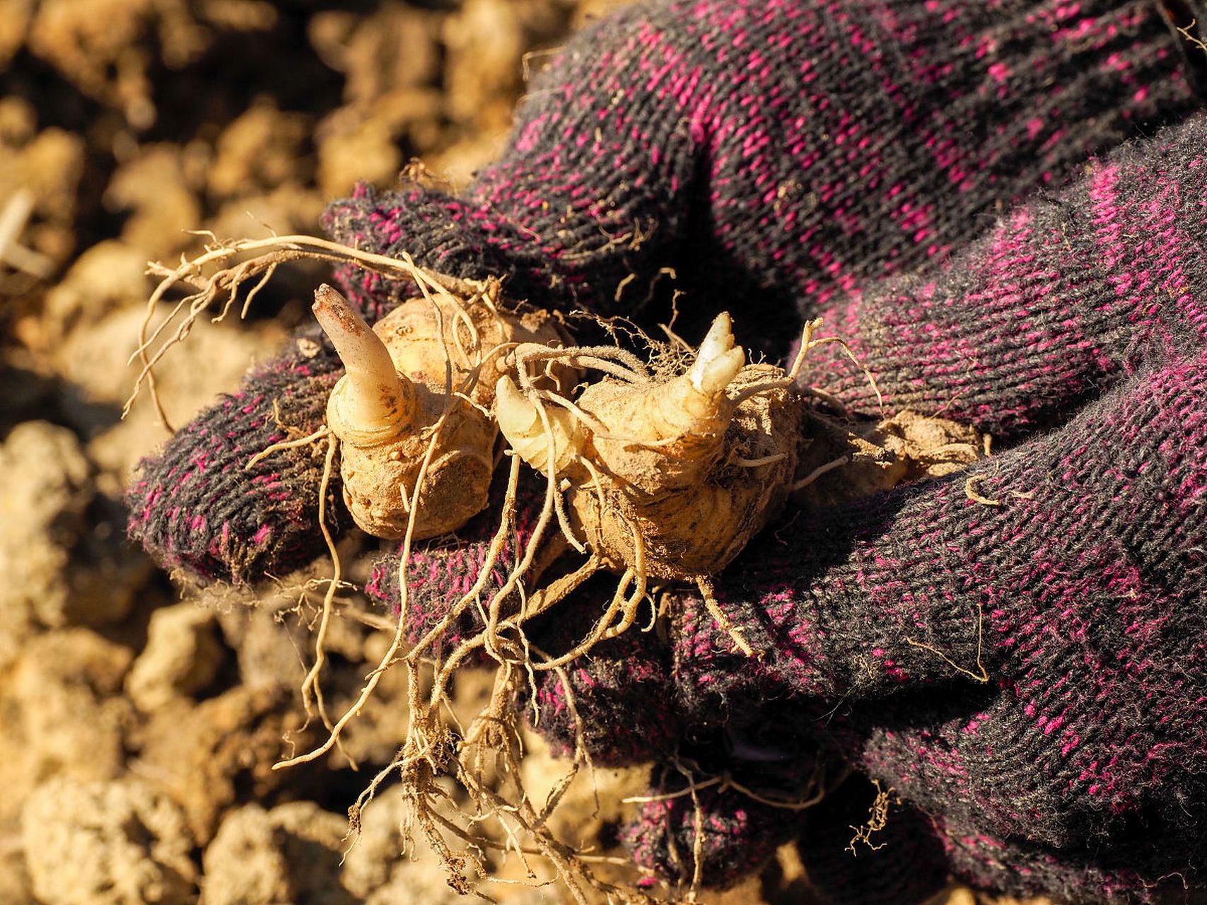 黄精和沙参都是中药材中的滋补佳品,如果将它们配合使用,将会产生更加