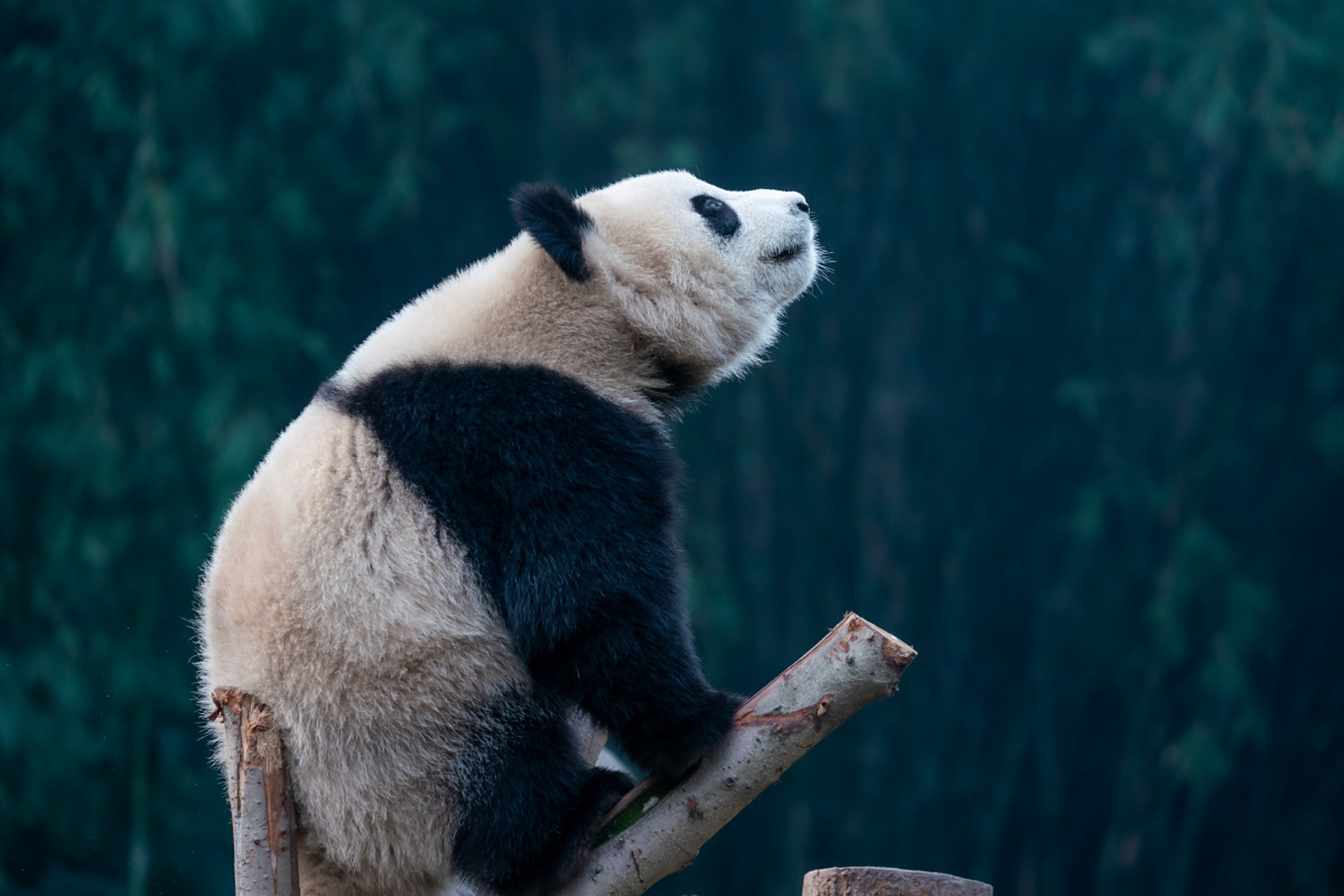 国宝大熊猫,珍稀又神秘!黑白毛发惹人爱,繁殖期才双双现.