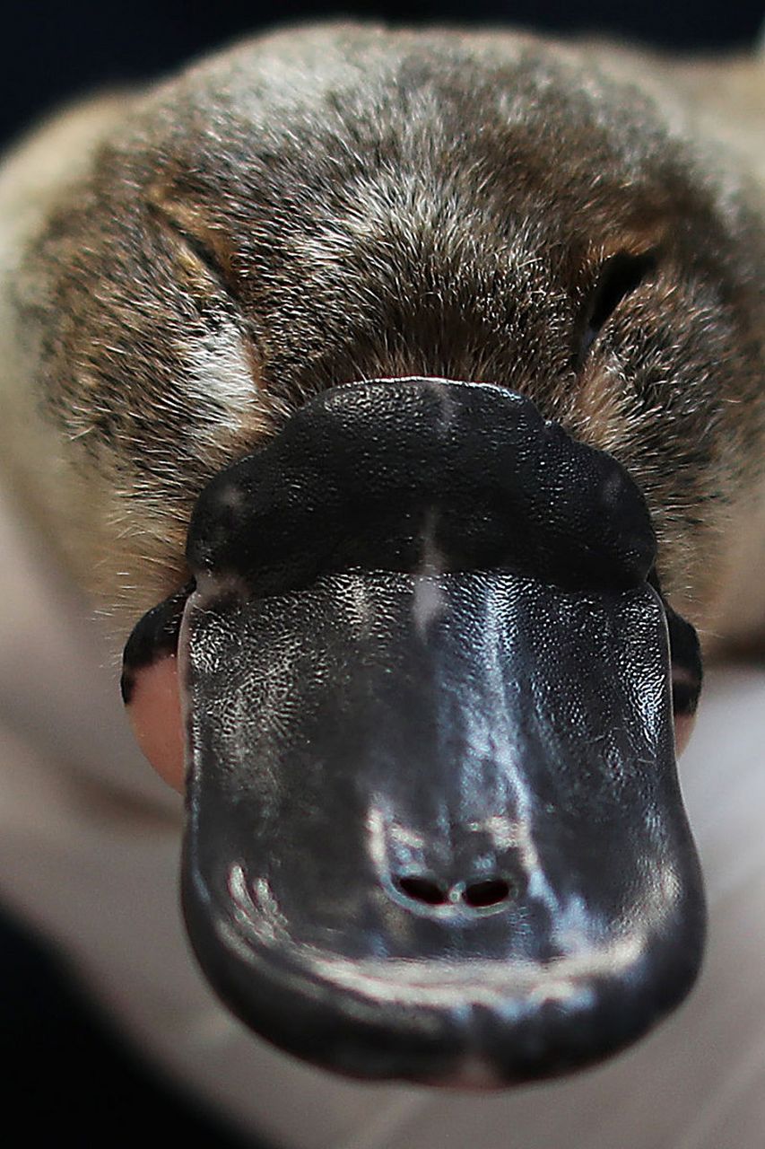 鸭嘴兽的长相非常奇特,它们的嘴巴很像鸭子的嘴巴,鼻子则像一个小球