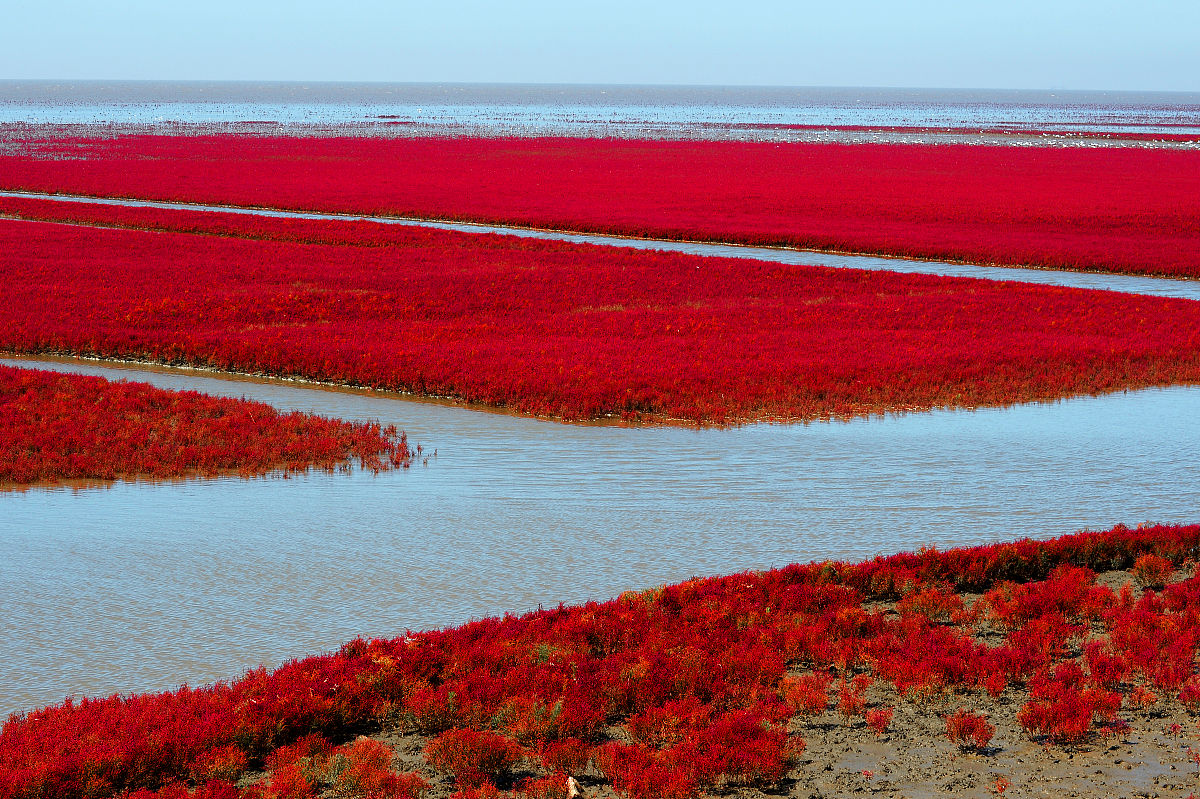 辽宁盘锦红海滩漫步:漫步红色海滩,感受大自然的神奇与浪漫!