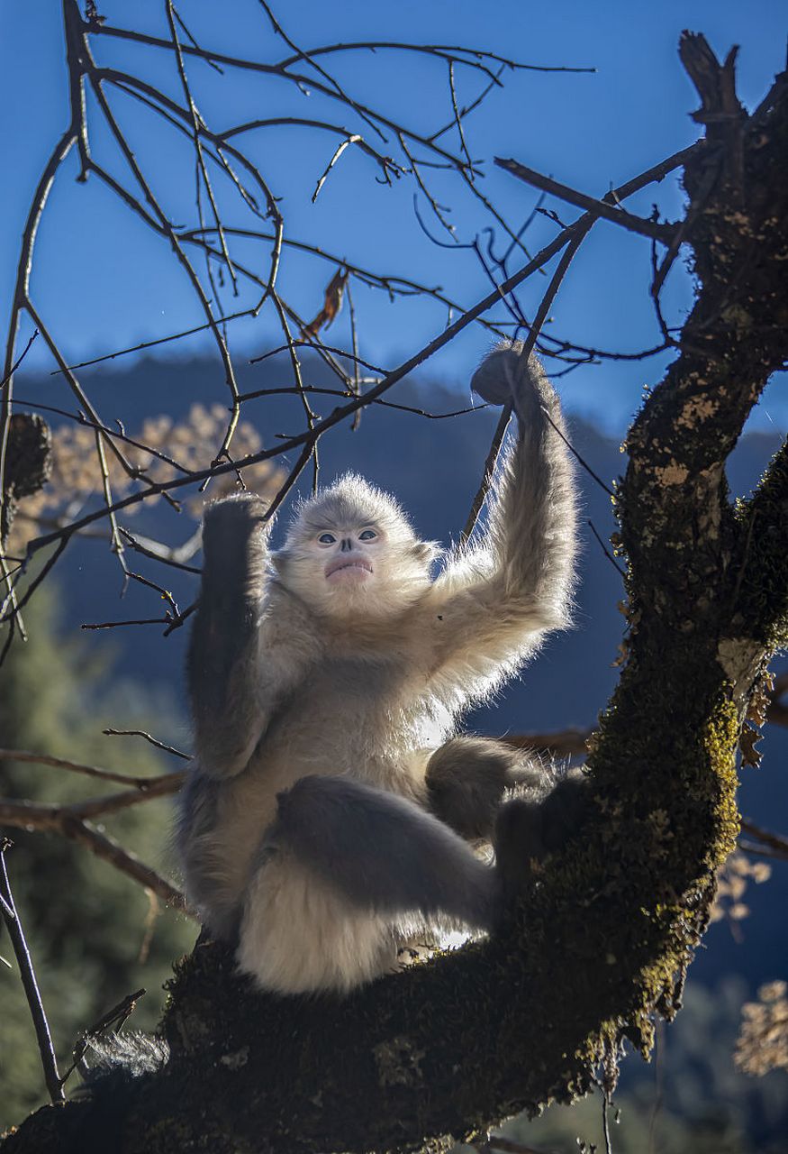 滇金丝猴是中国特有的珍稀动物,它们身披一身金色长毛,因生活在云南的