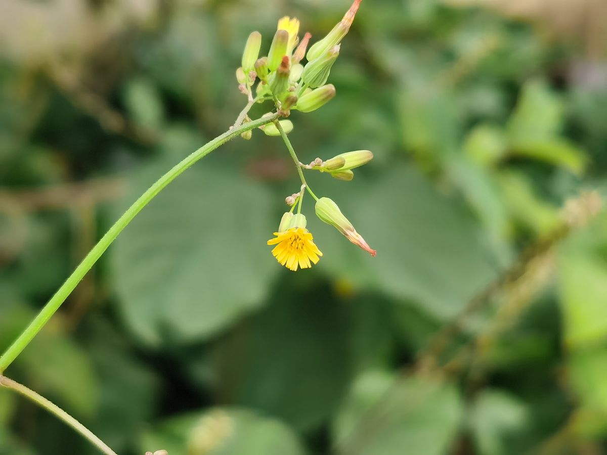 泥胡菜与蒲公英图片