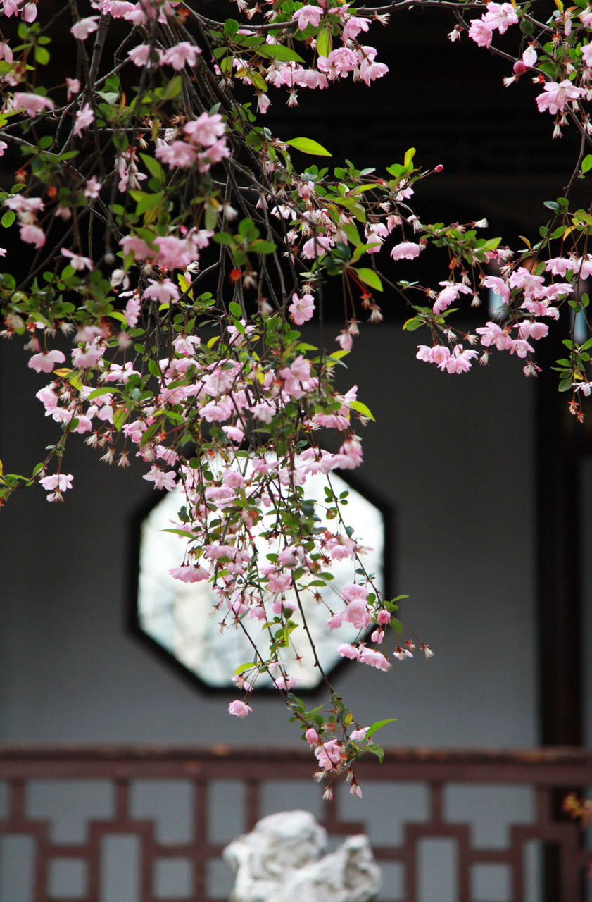 首句"海棠枝上晓妆迟",诗人以"晓妆迟"来形容海棠花,似乎海棠也如同