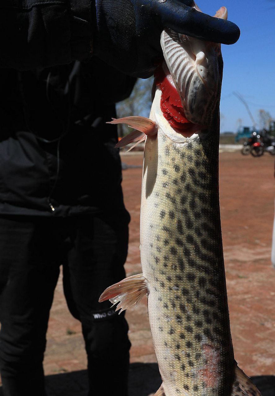 狗鱼,身体略作圆柱形,嘴大,有锐利的牙齿;尾巴很发达,行动迅速.