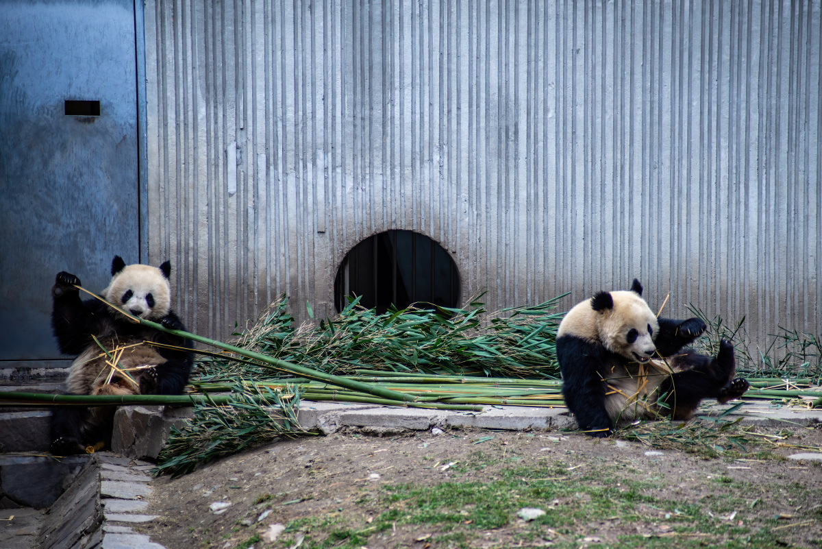 基地,位于四川省成都市北郊,是一座以保护和研究大熊猫为主的非营利性