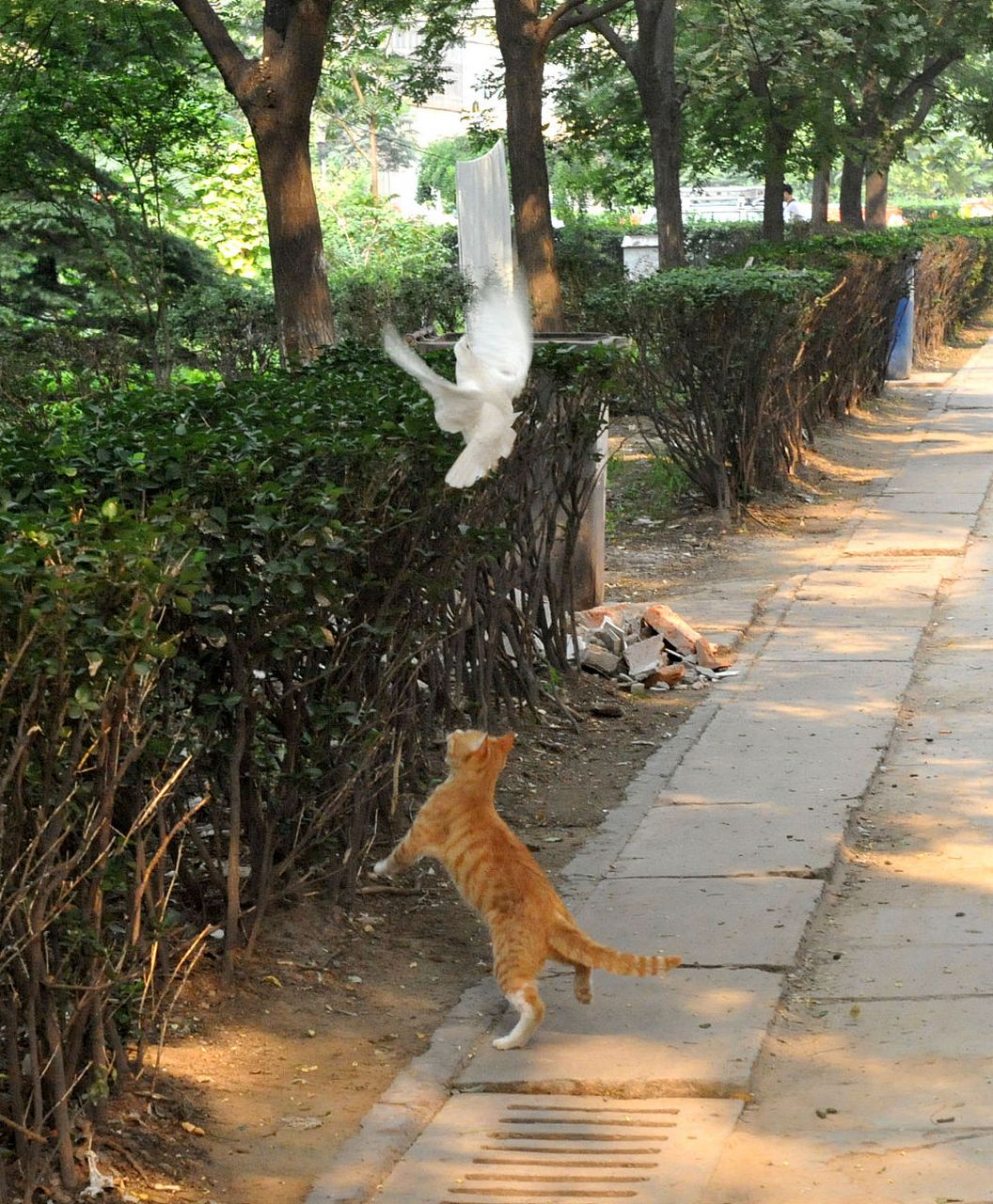 猫咪开始追逐鸽子,但鸽子却很聪明地躲过了猫咪的攻击.